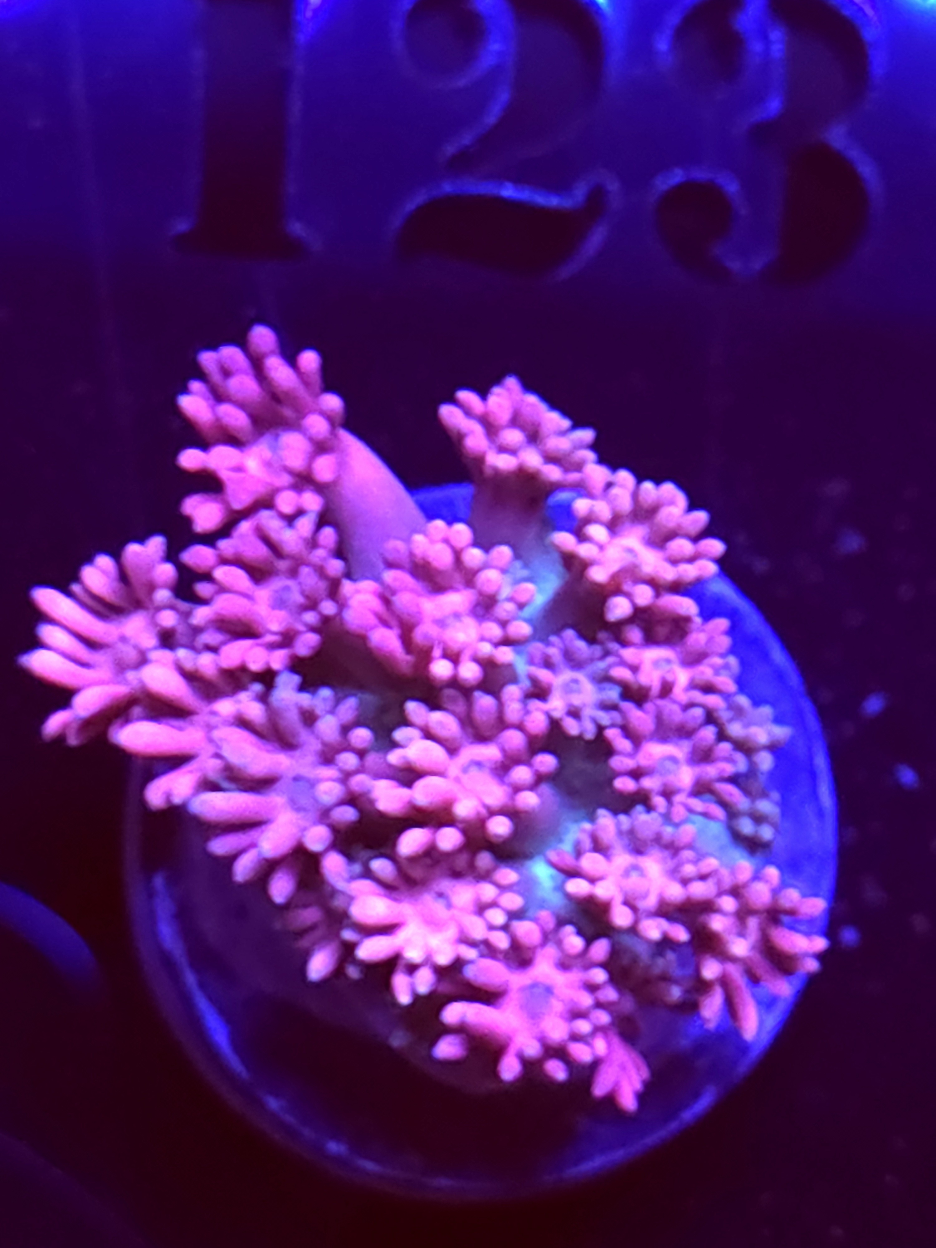 SBB "Mystery Signature" Goni Medium