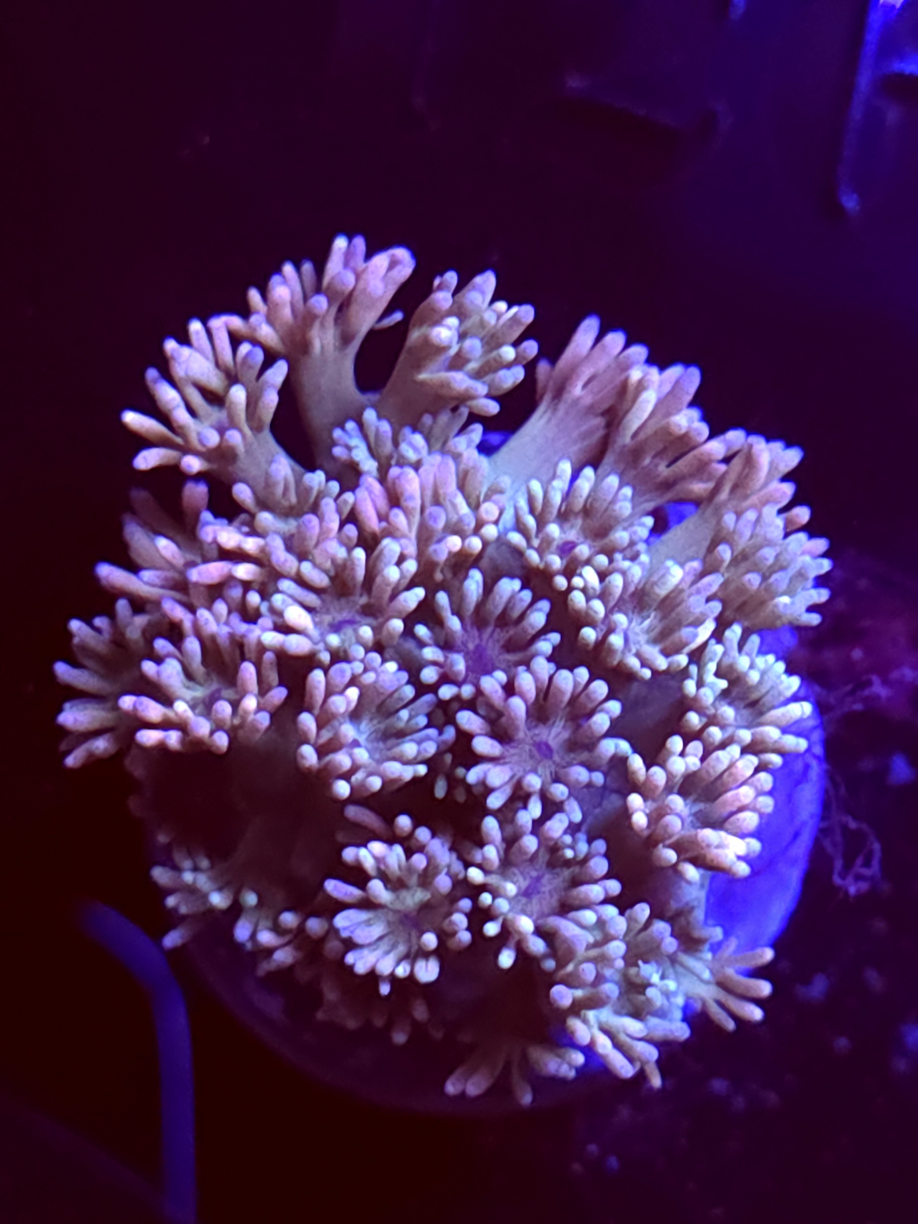 SBB "Cherry Lord" Goni Medium