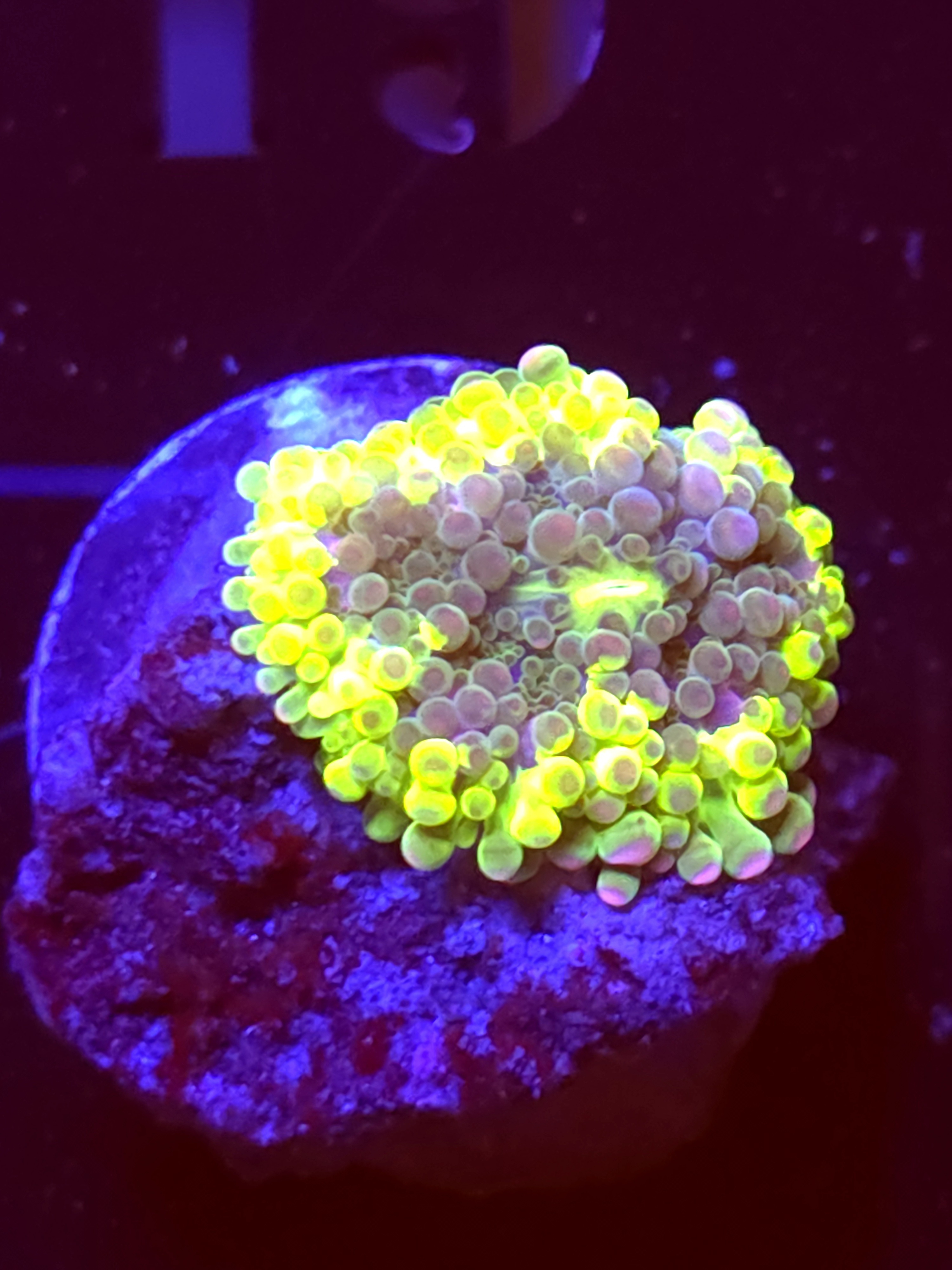 SBB "No Name" Mushroom Small