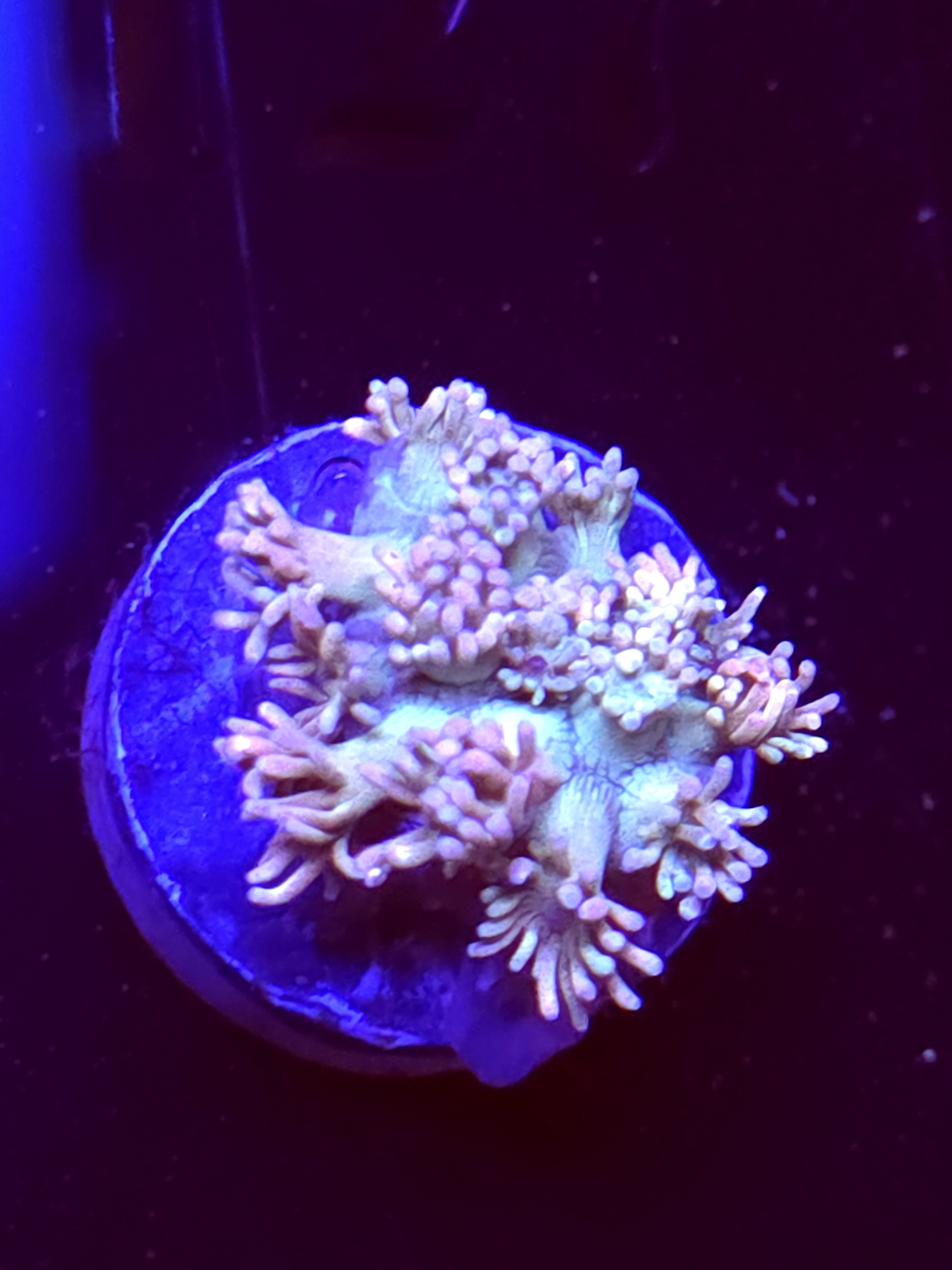 SBB "Mystery Signature" Goni Small