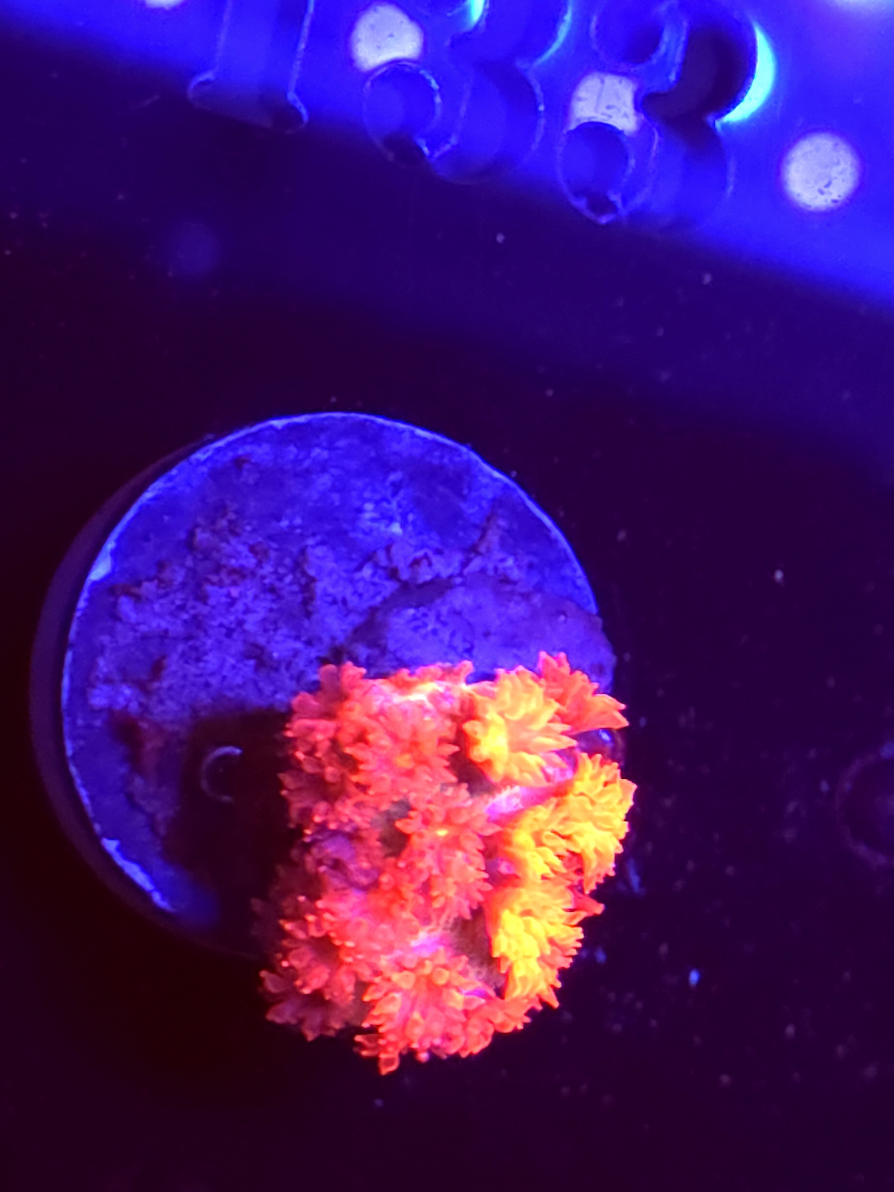 SBB "Orange Envy" Goni Small