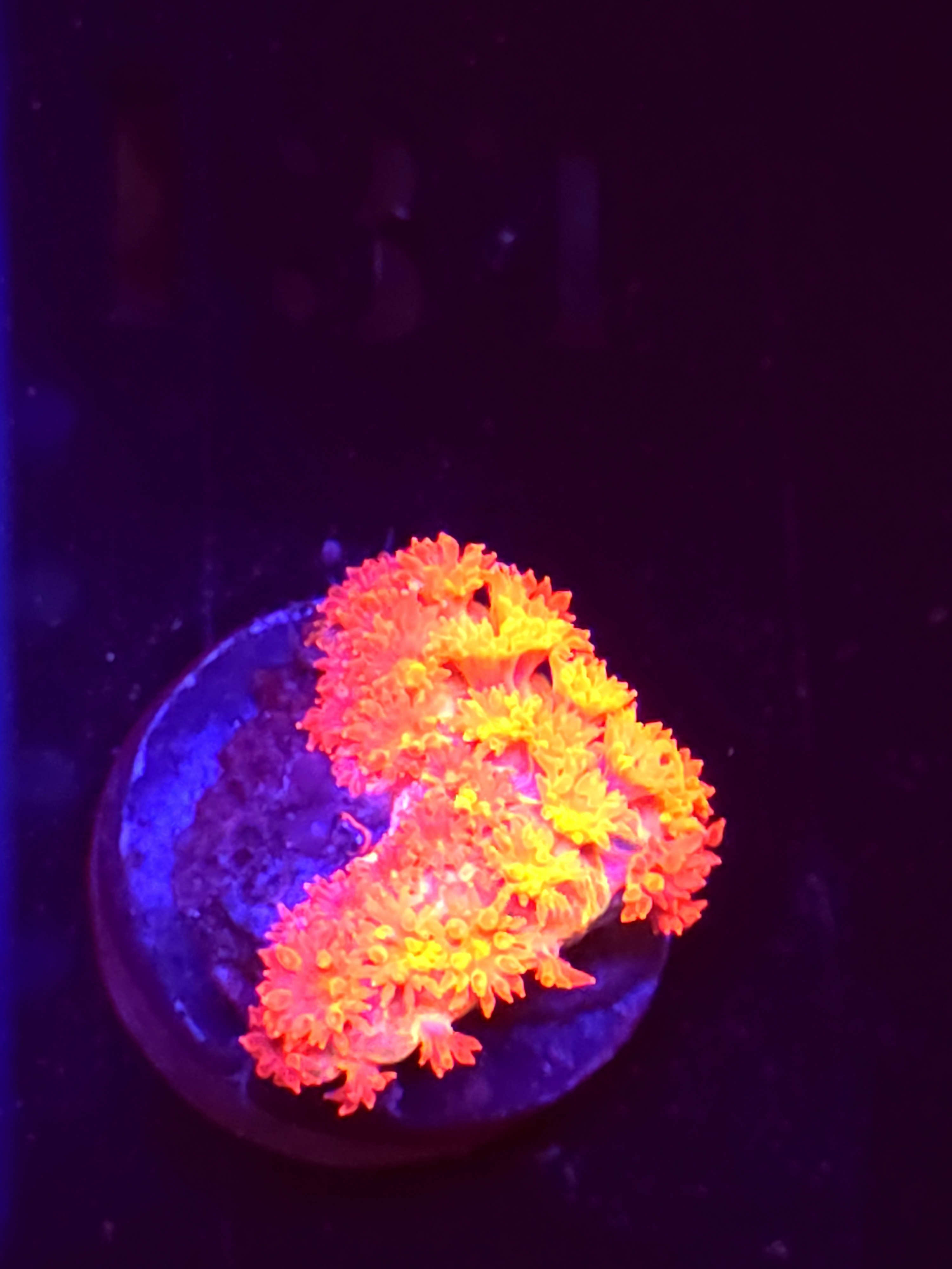 SBB "Orange Envy" Goni Small