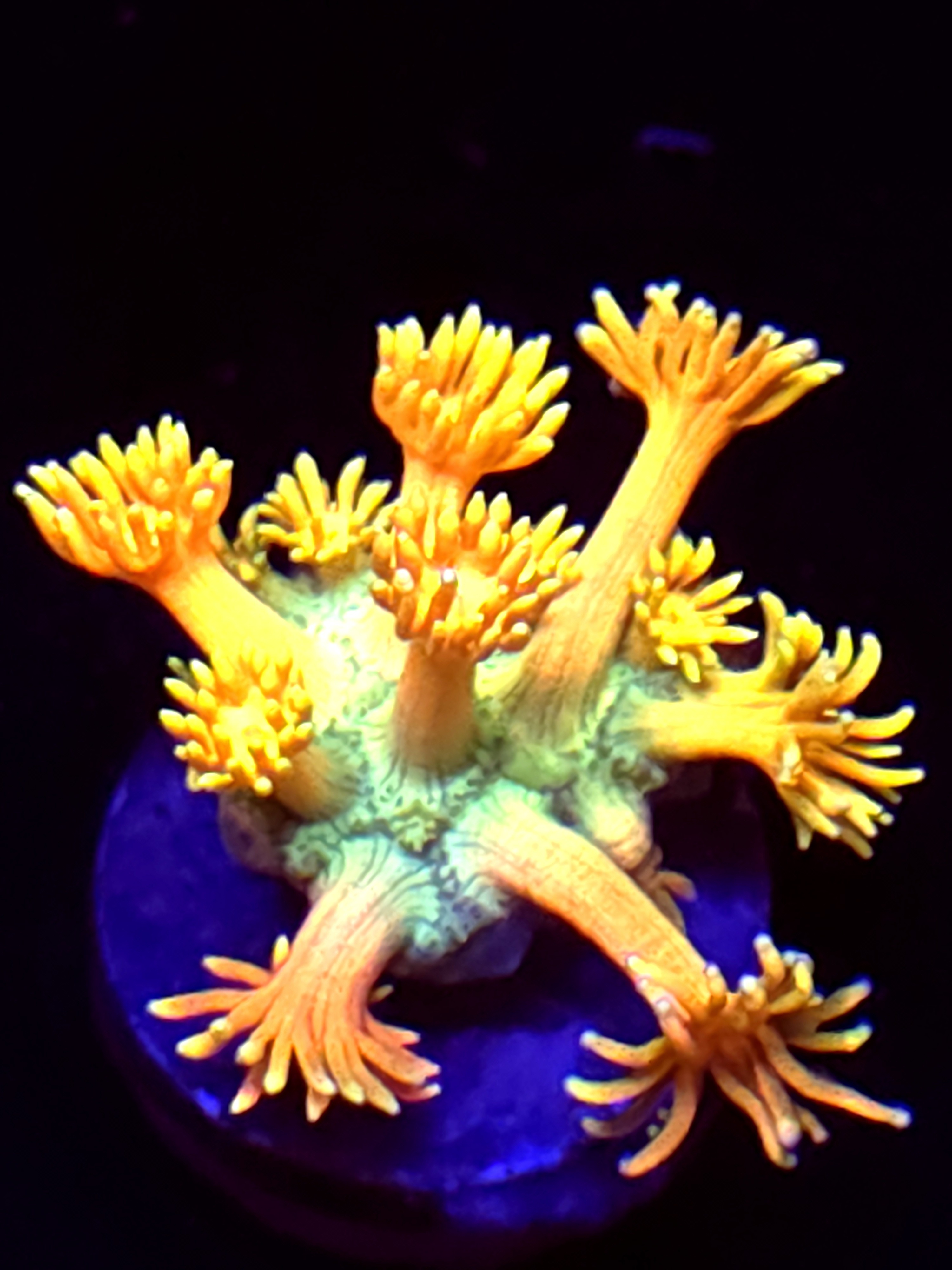 SBB "Mystery Signature" Goni Medium