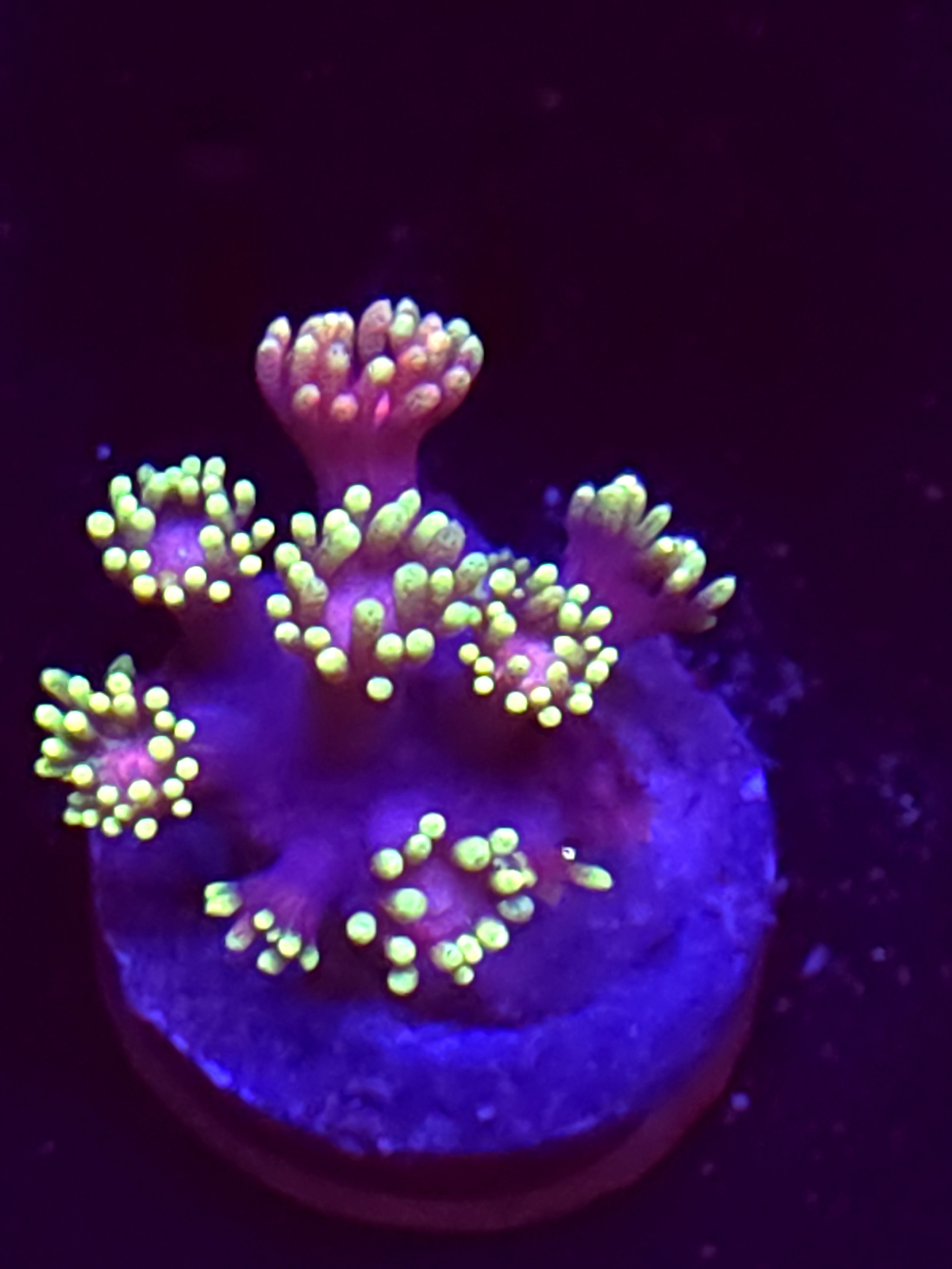 SBB "Bubble Parade" Goni Small