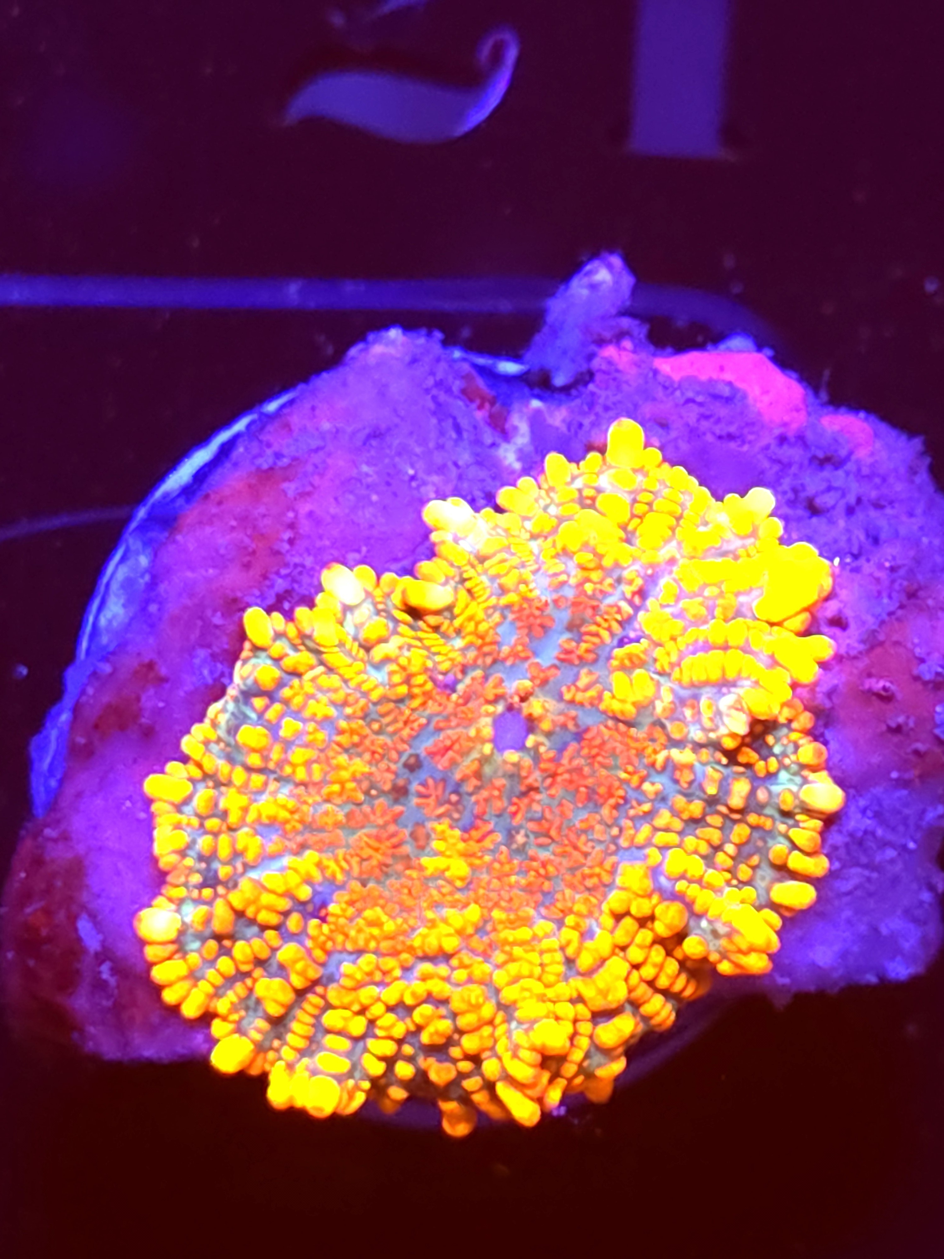 SBB "No Name" Mushroom Small