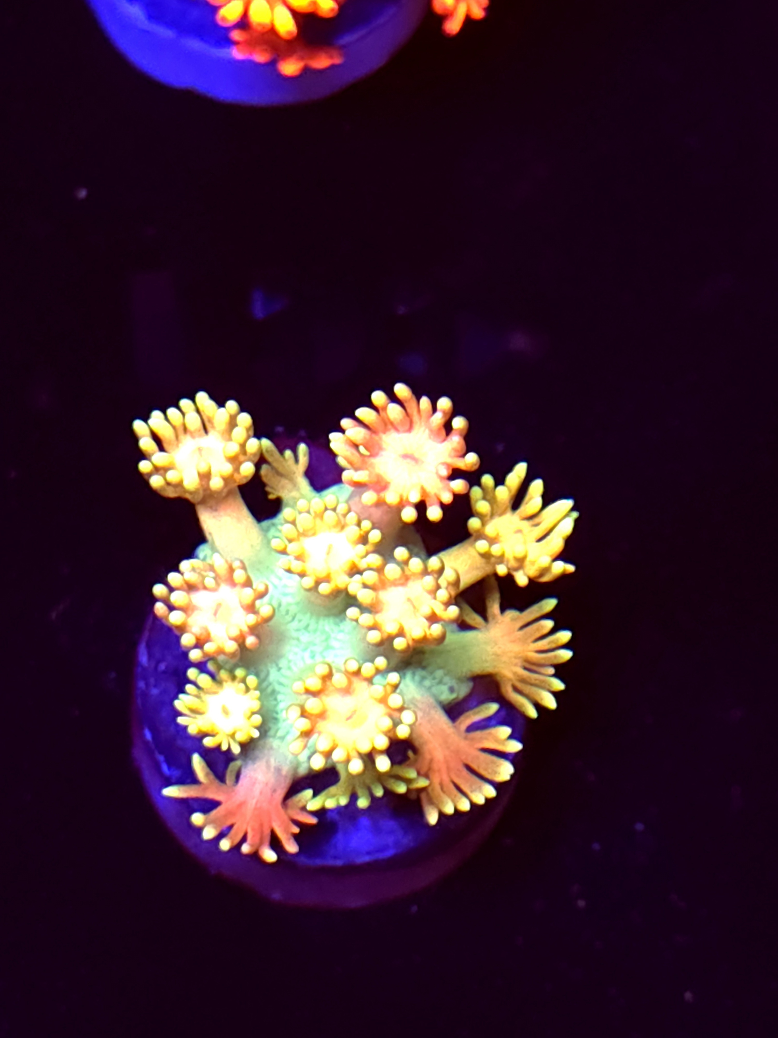 SBB "Lava Monster" Goni Medium