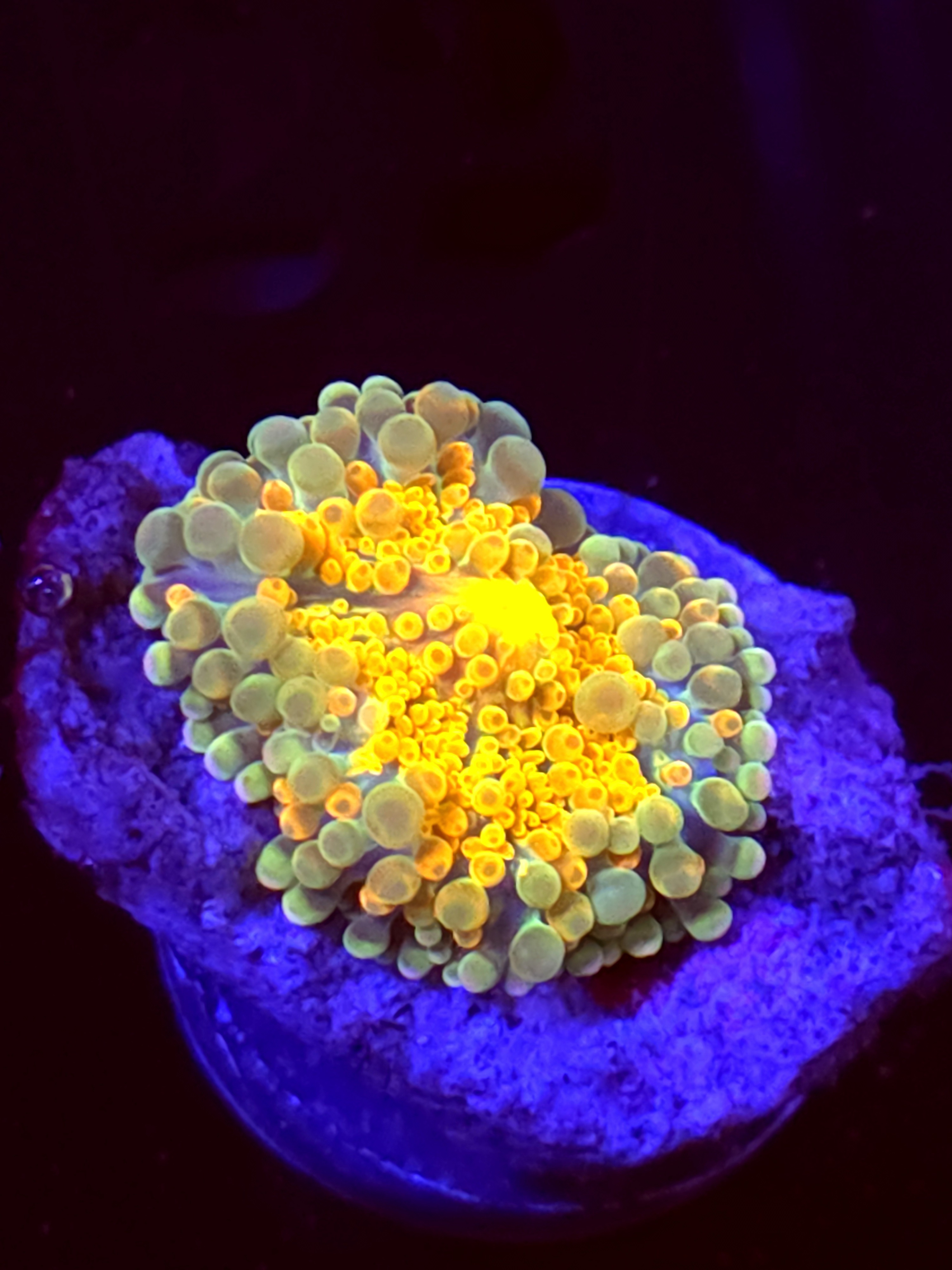 SBB "No Name" Mushroom Small