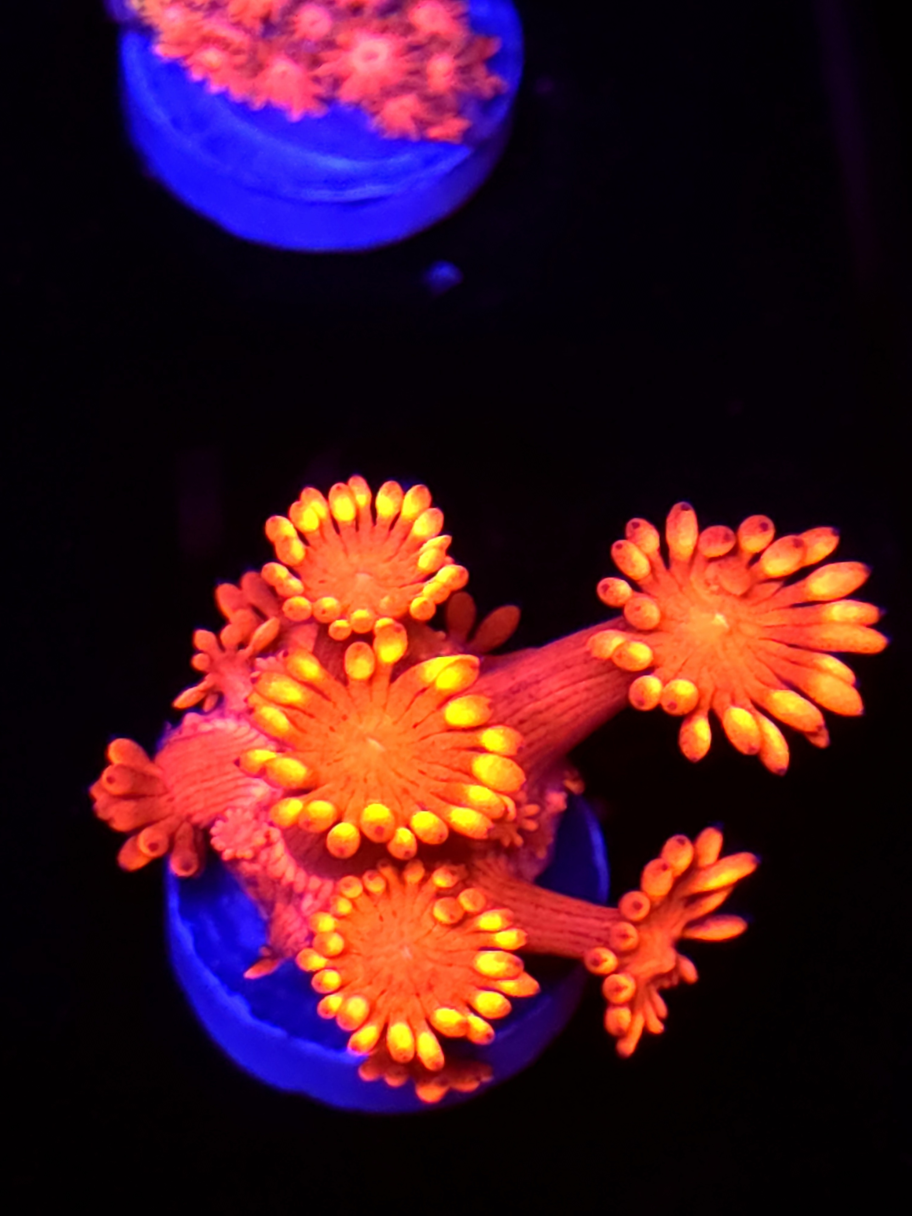 SBB "Mystery Signature" Goni Medium