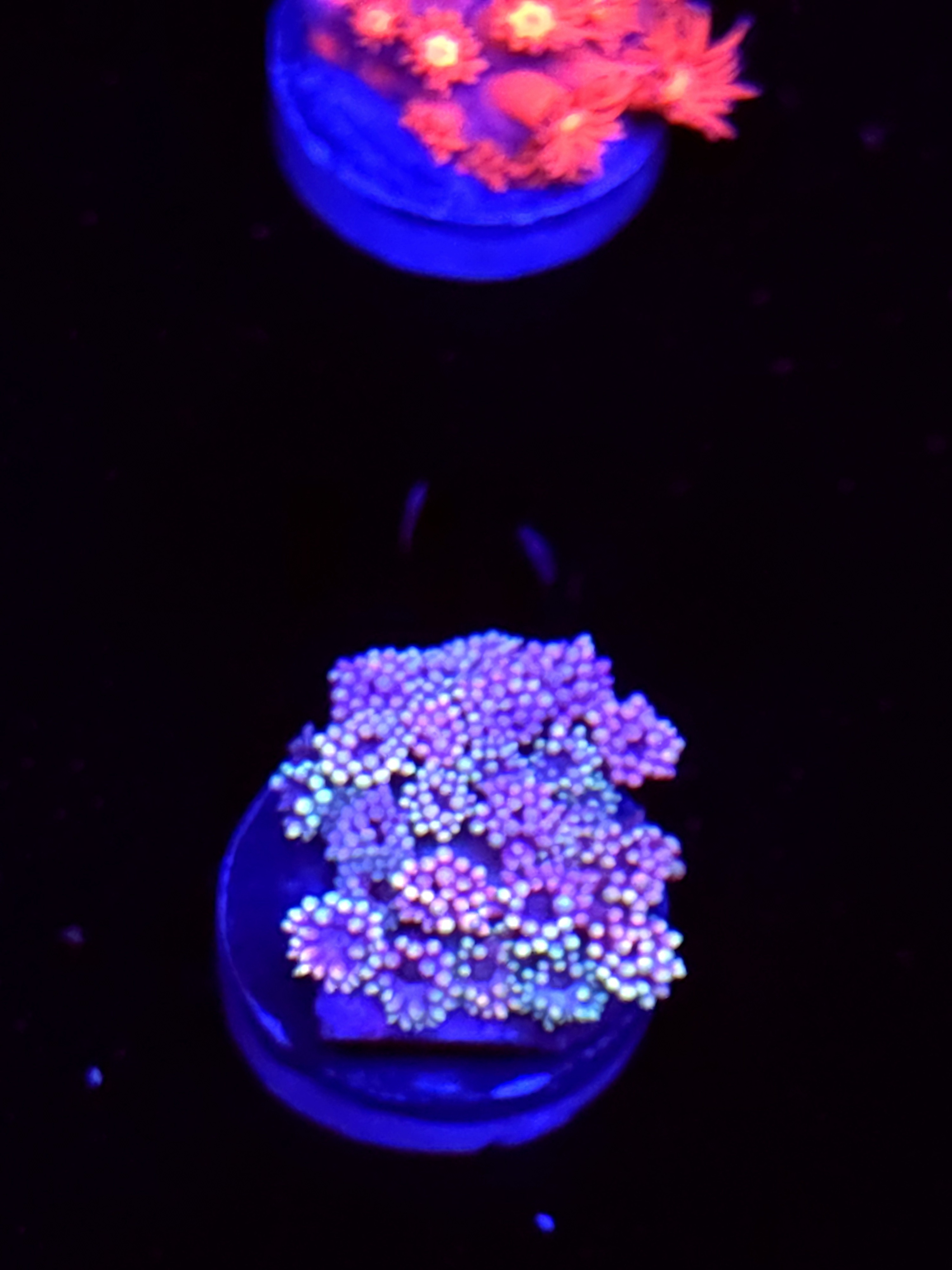 SBB "Ice Lava" Goni Medium