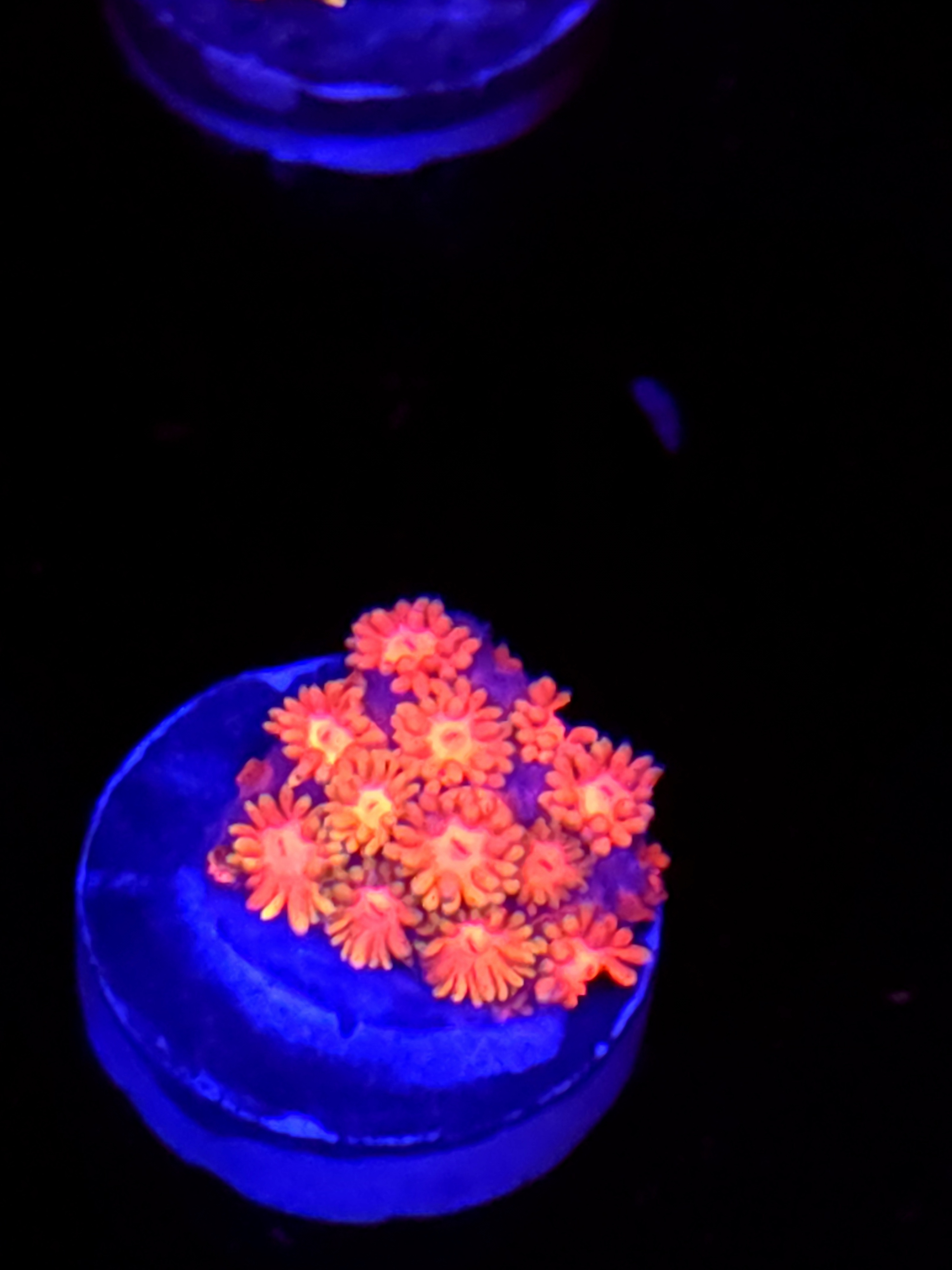 SBB "Pink Heaven" Goni Medium