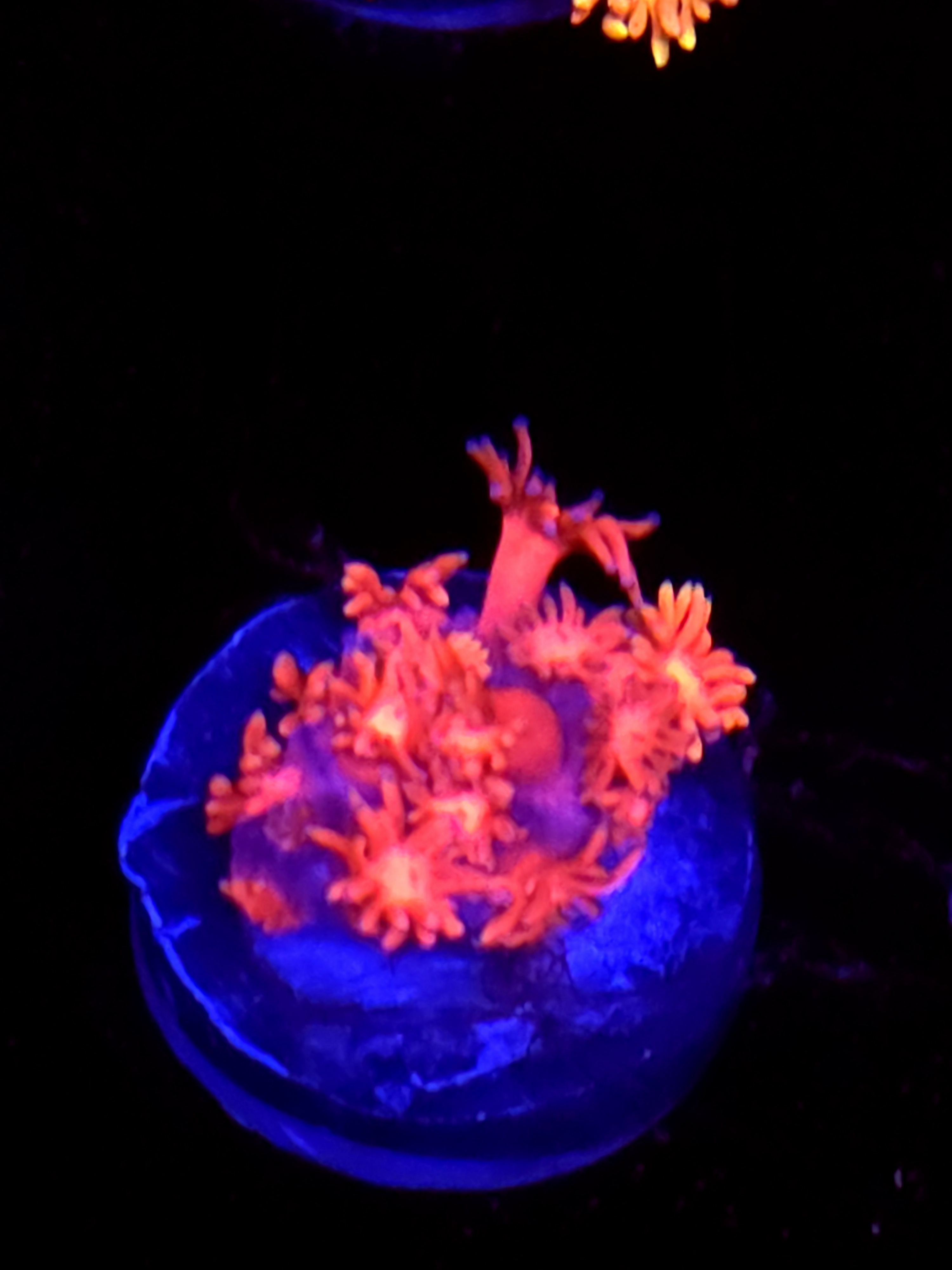 SBB "Mystery Signature" Goni Medium