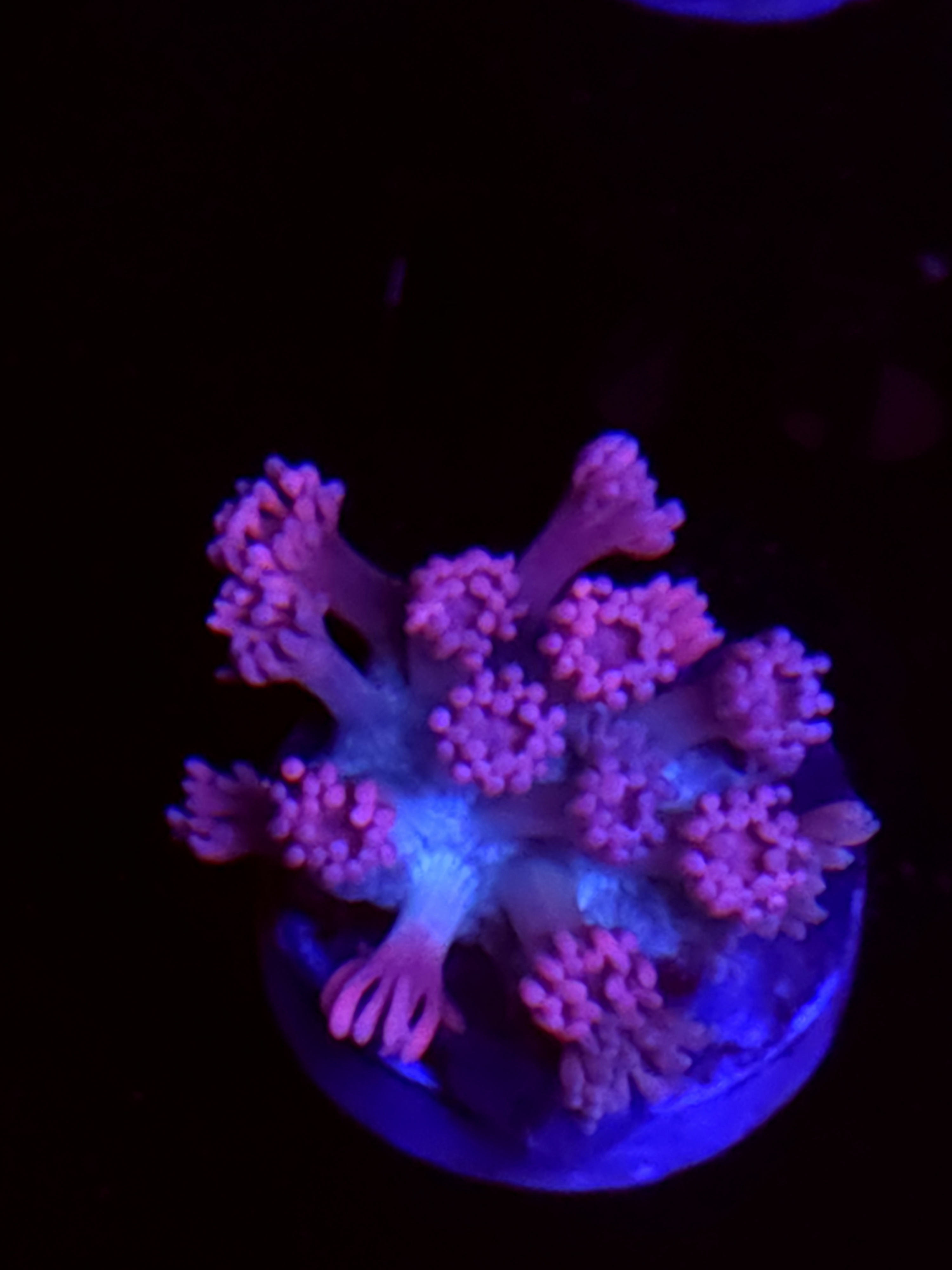 SBB "Title Wave" Goni Small