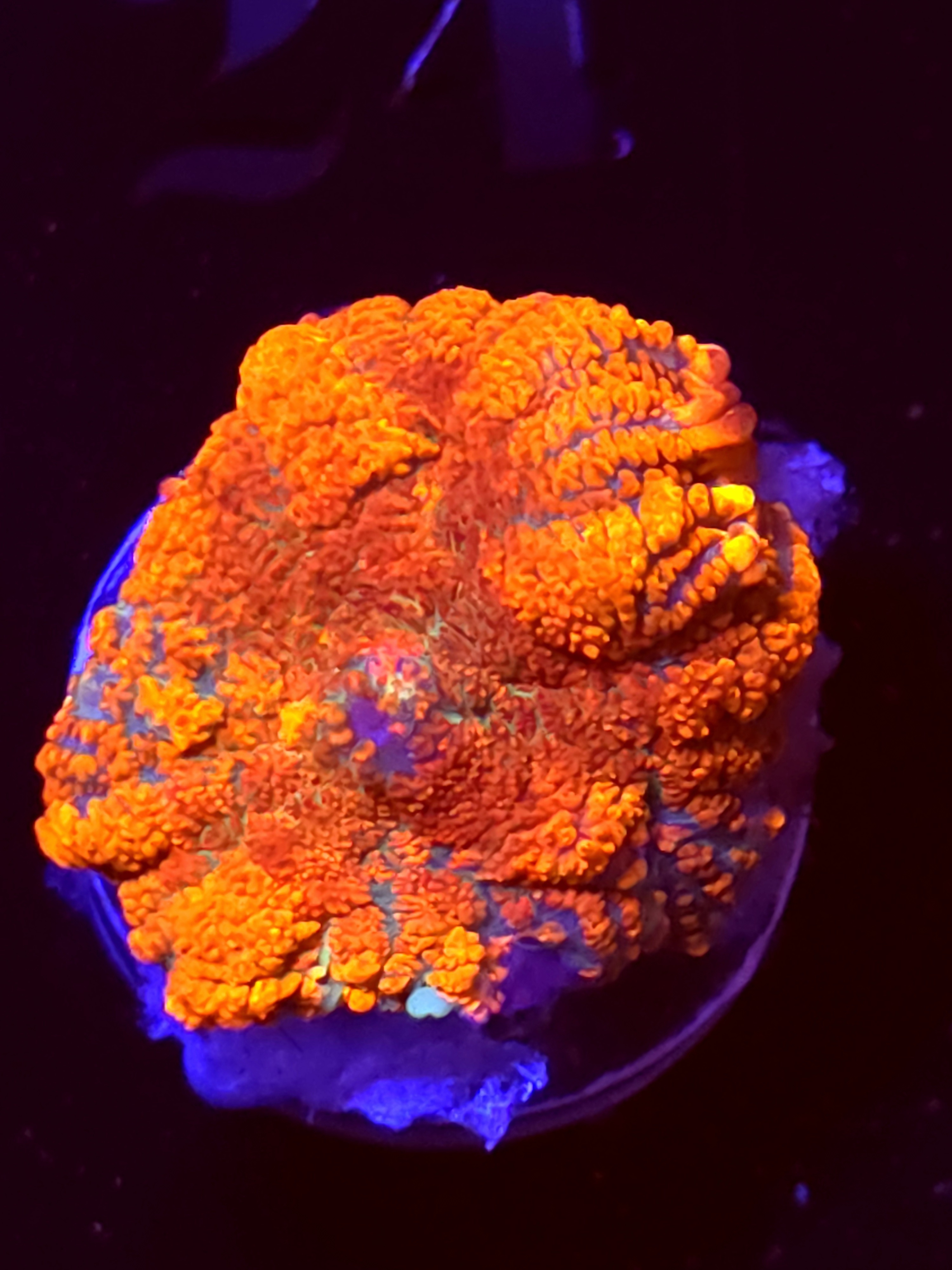 SBB "No Name" Mushroom Small