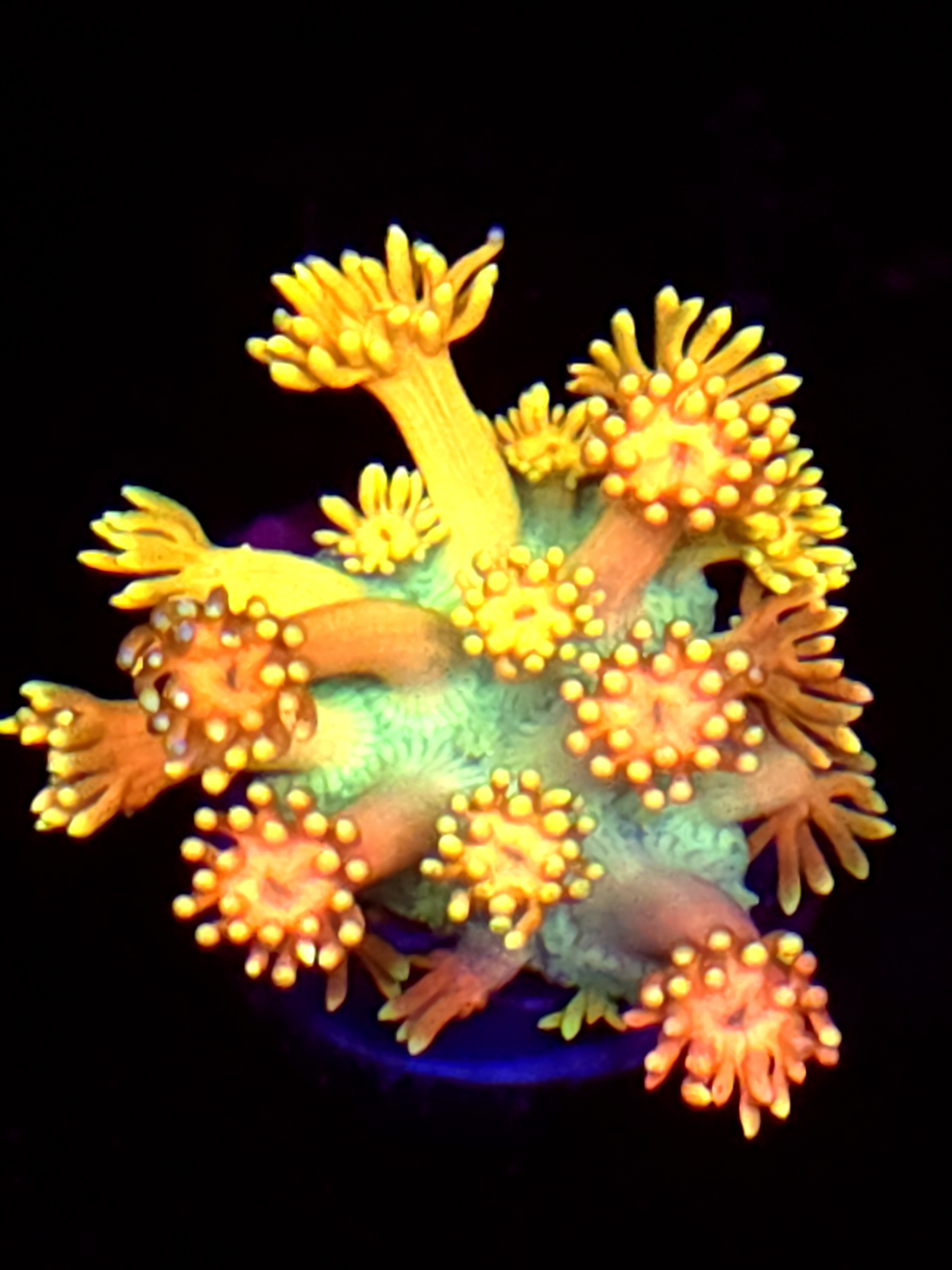 SBB "Mystery Signature" Goni Medium