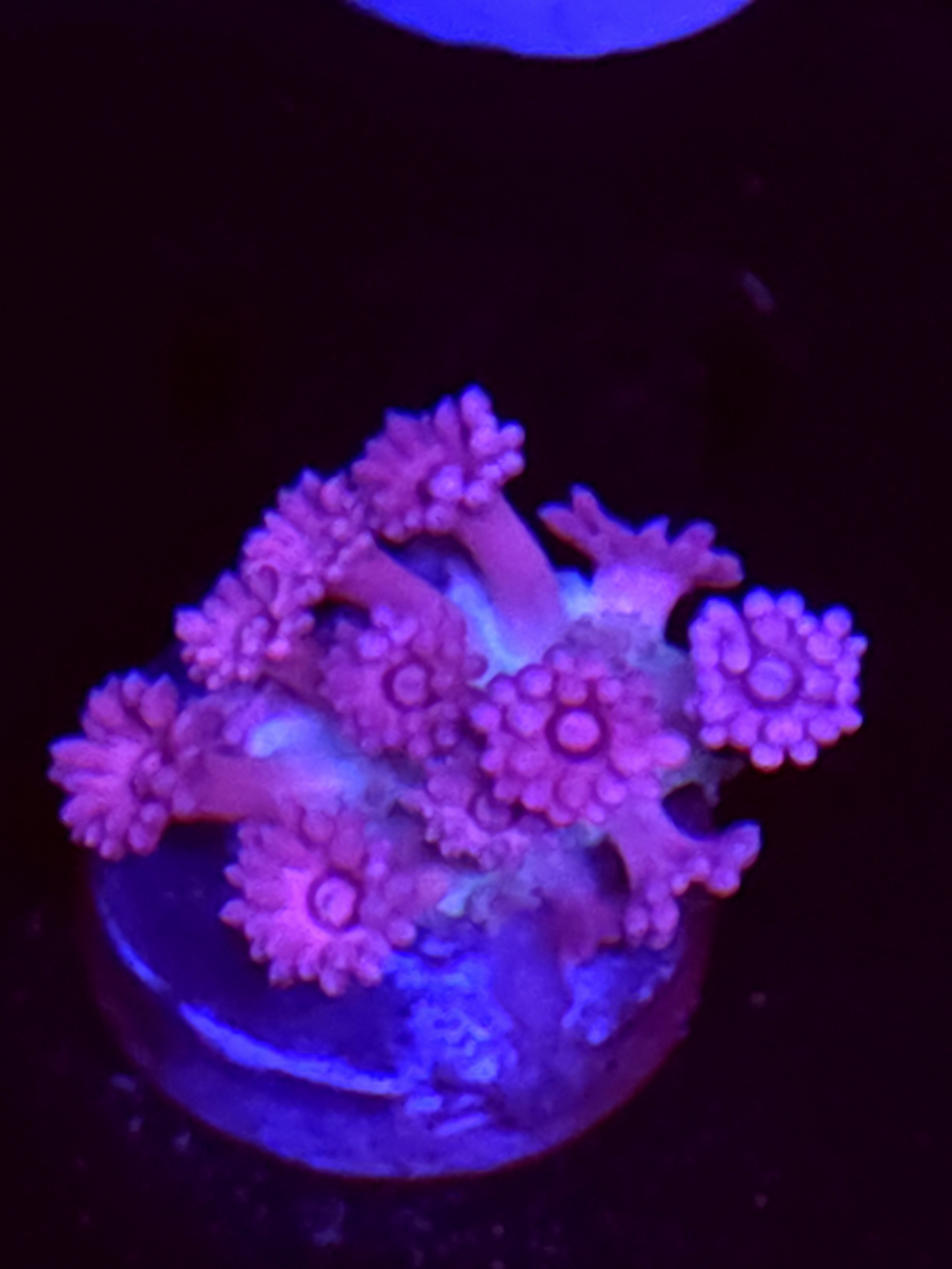 SBB "Gummy Yummy" Goni Small