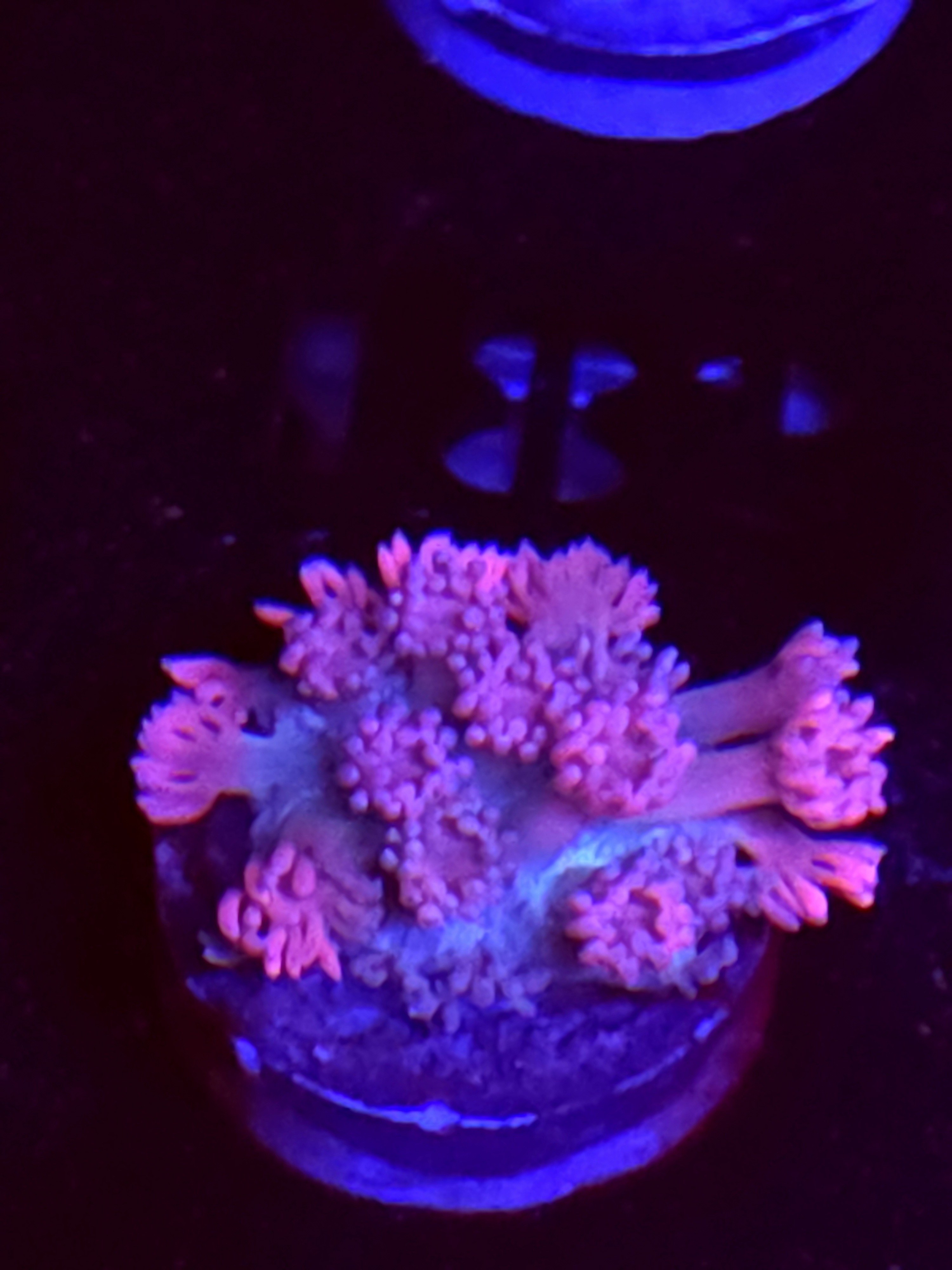 SBB "Title Wave" Goni Medium