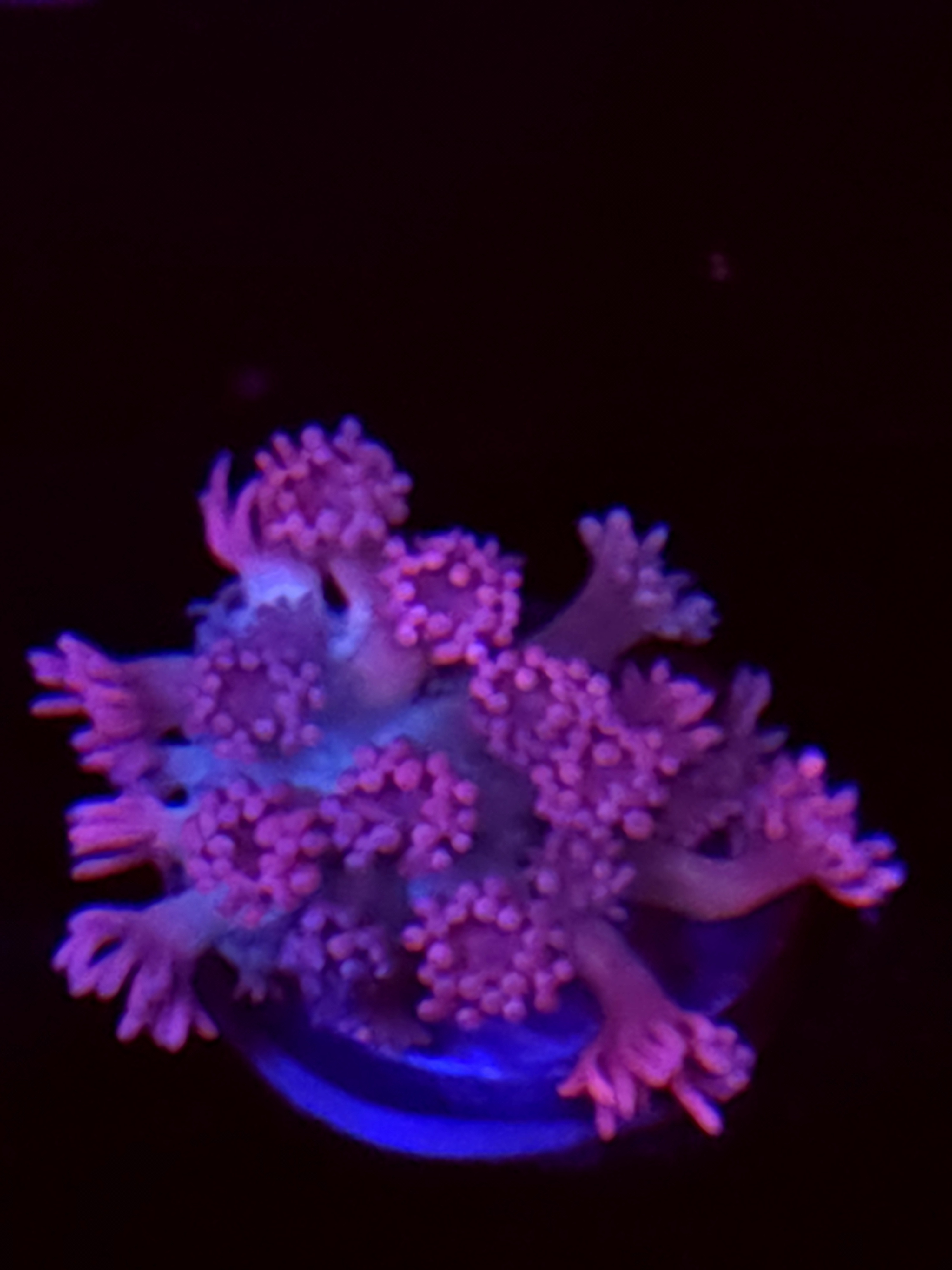 SBB "Mystery Signature" Goni Medium