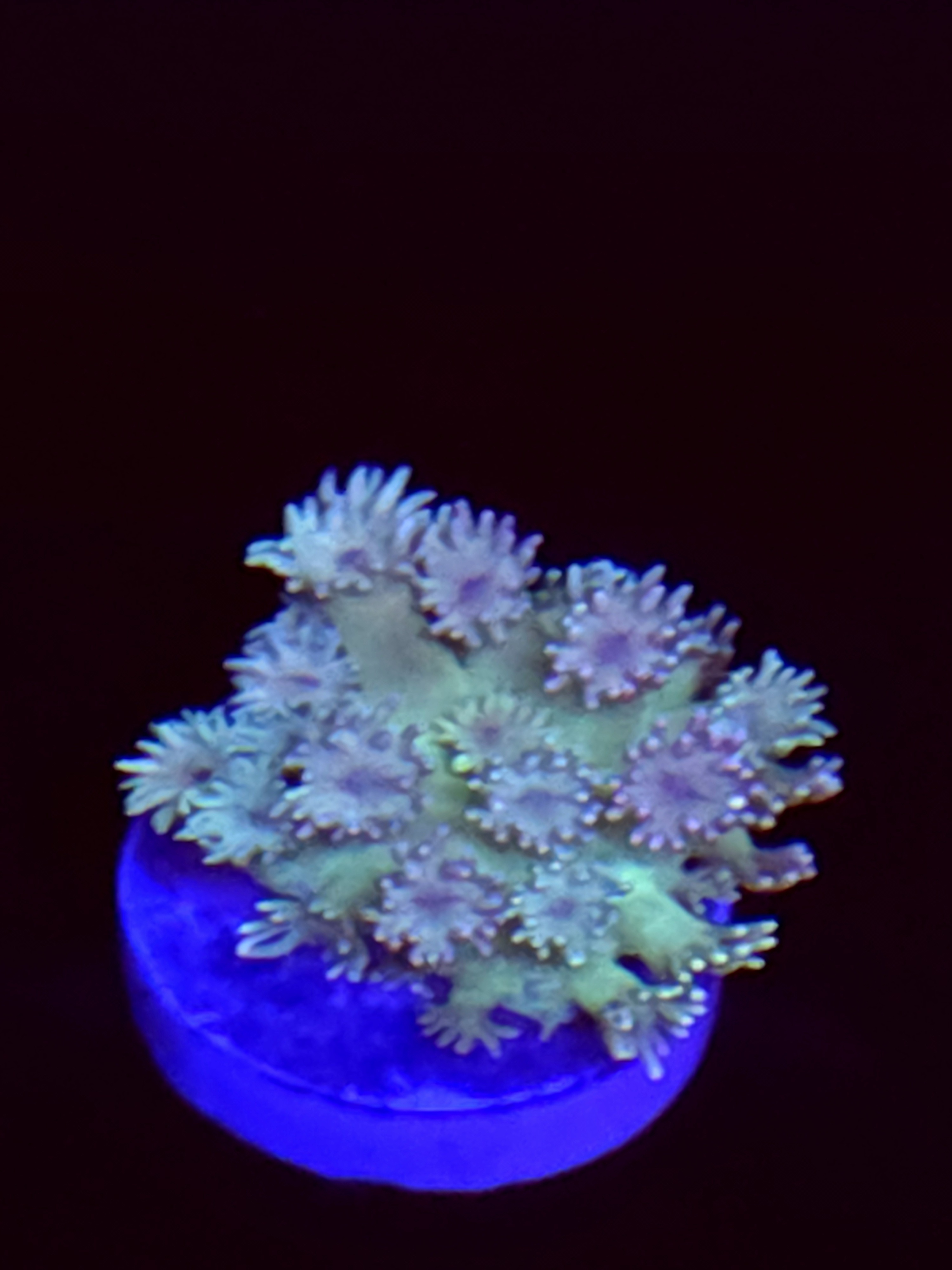 SBB "Mystery Signature" Goni Medium