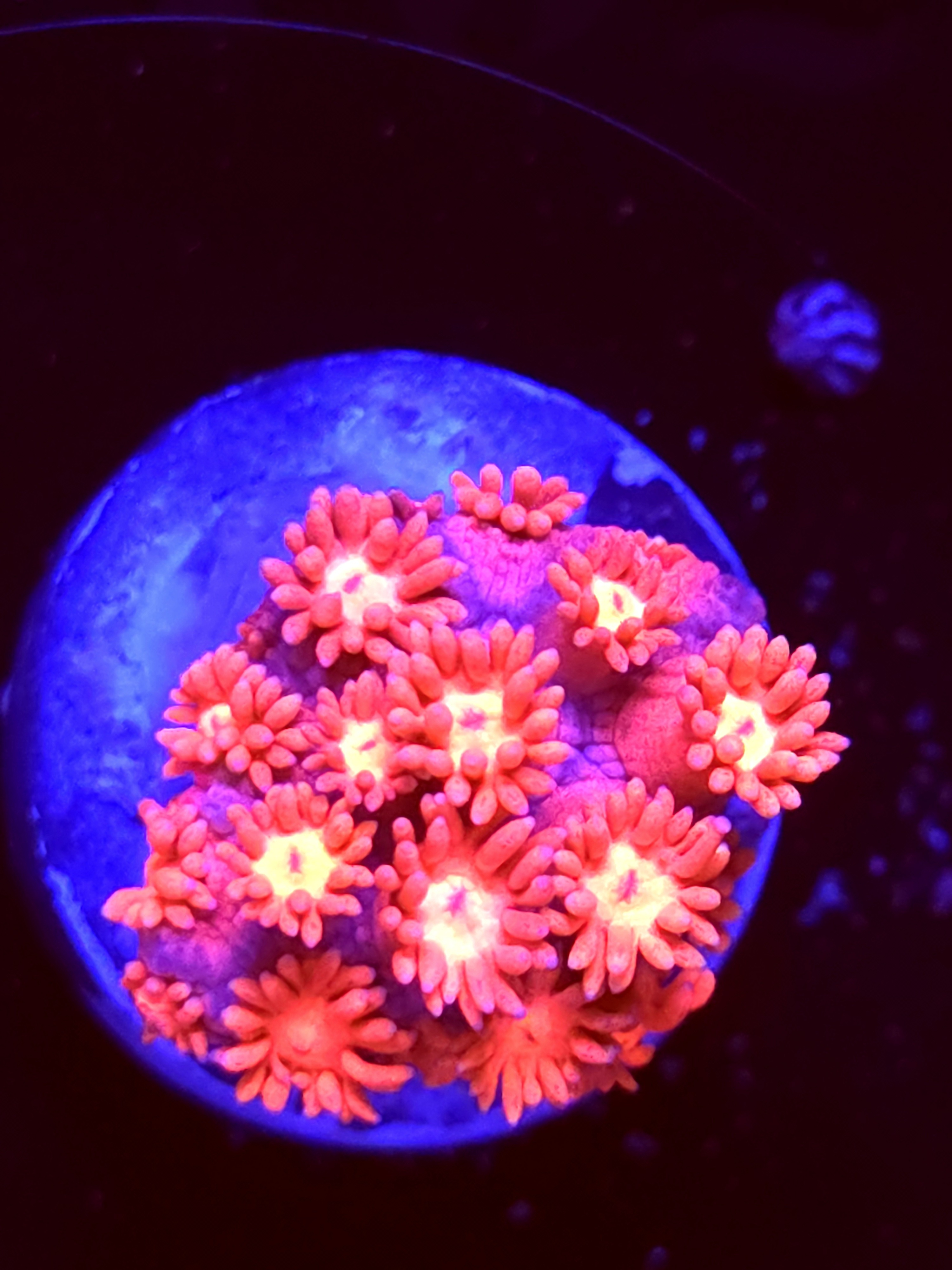 SBB "Mystery Signature" Goni Medium