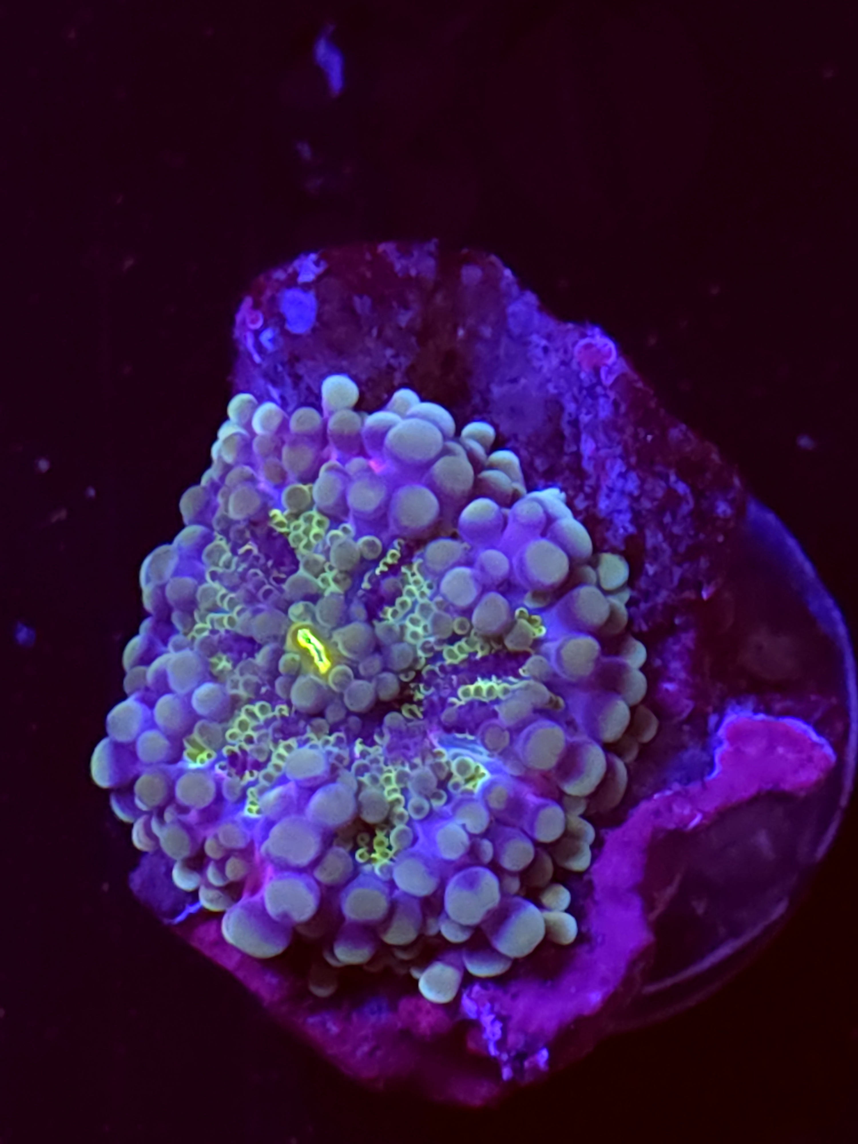 SBB "No Name" Mushroom Medium