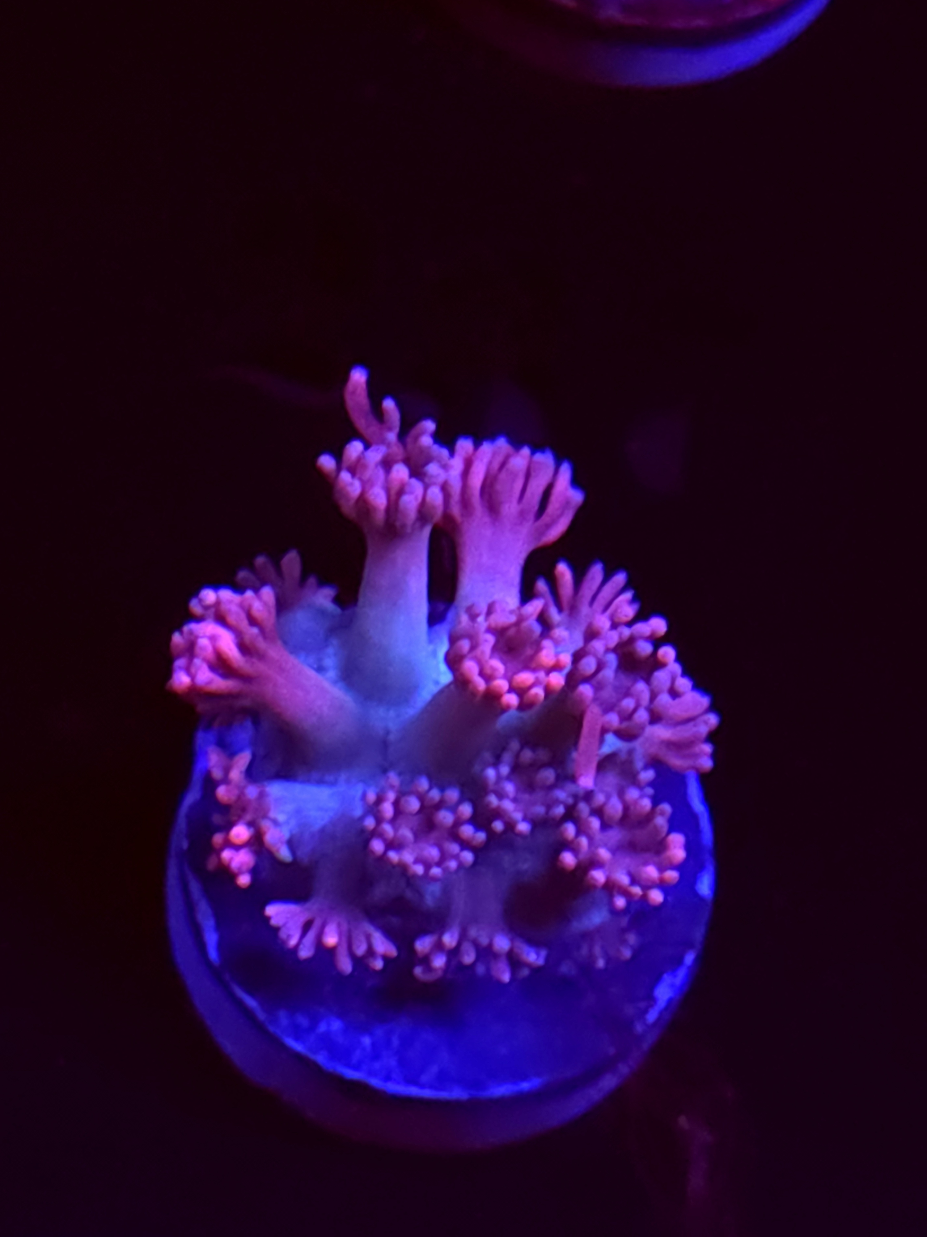 SBB "Solar Kraken" Goni Medium