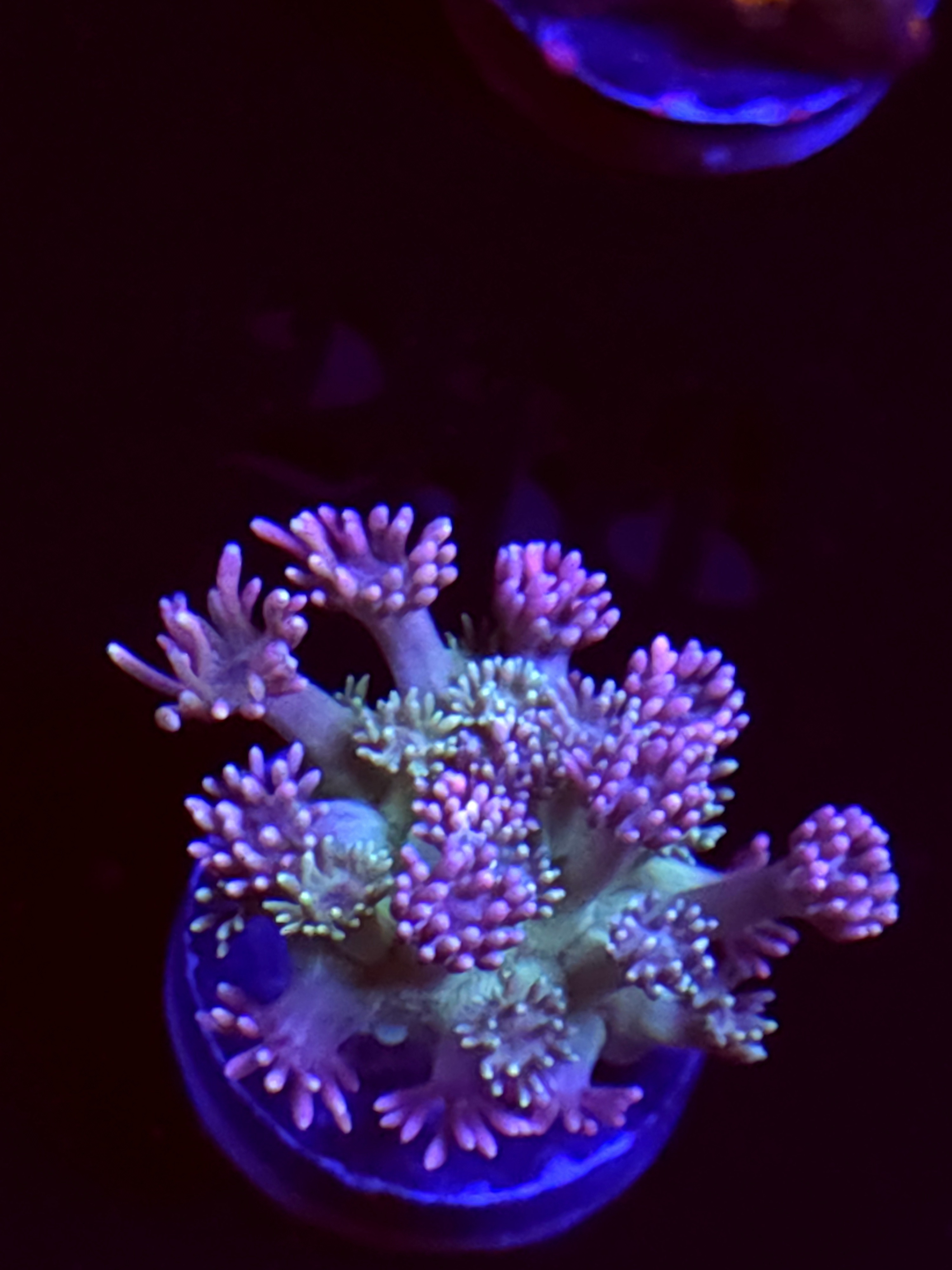 SBB "Sour Cherry" Goni Medium