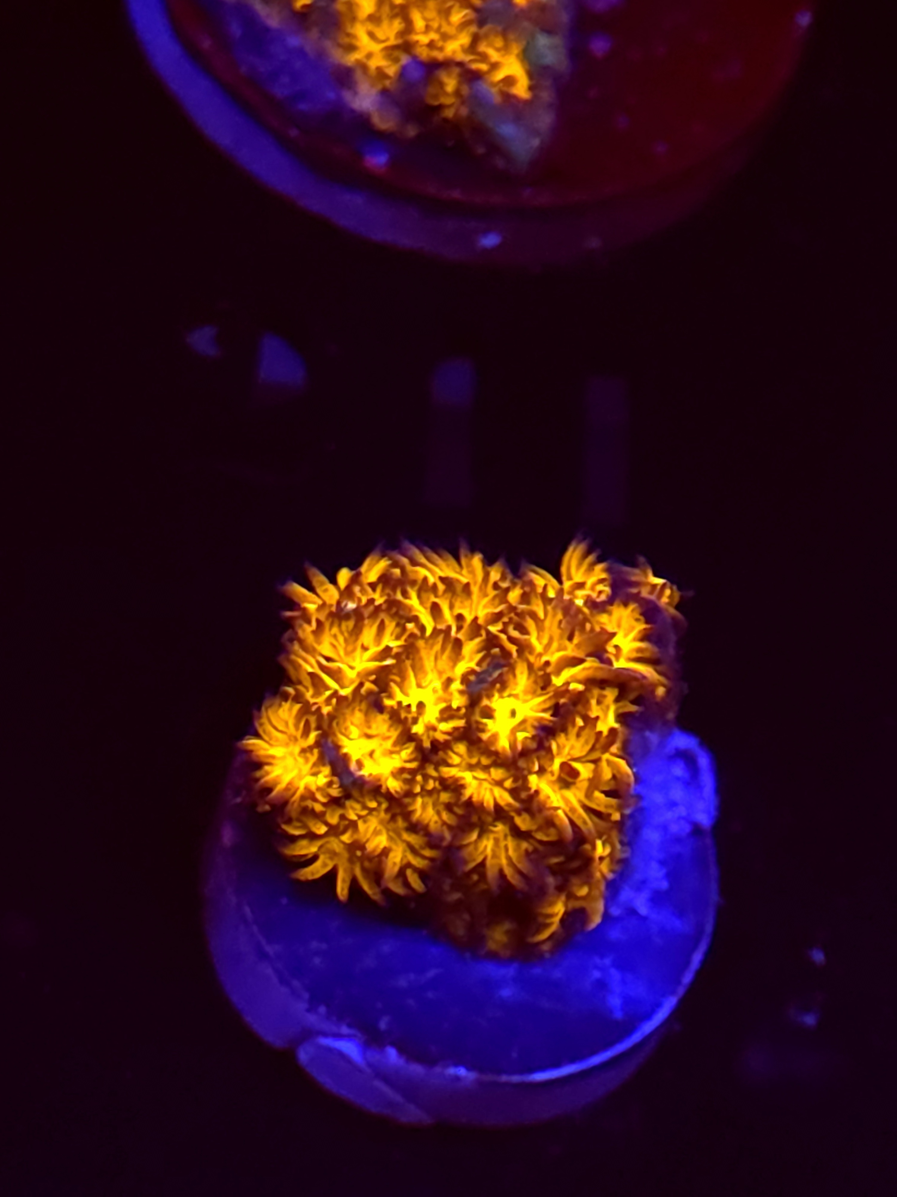 SBB "Golden Leopard" Lepto Small