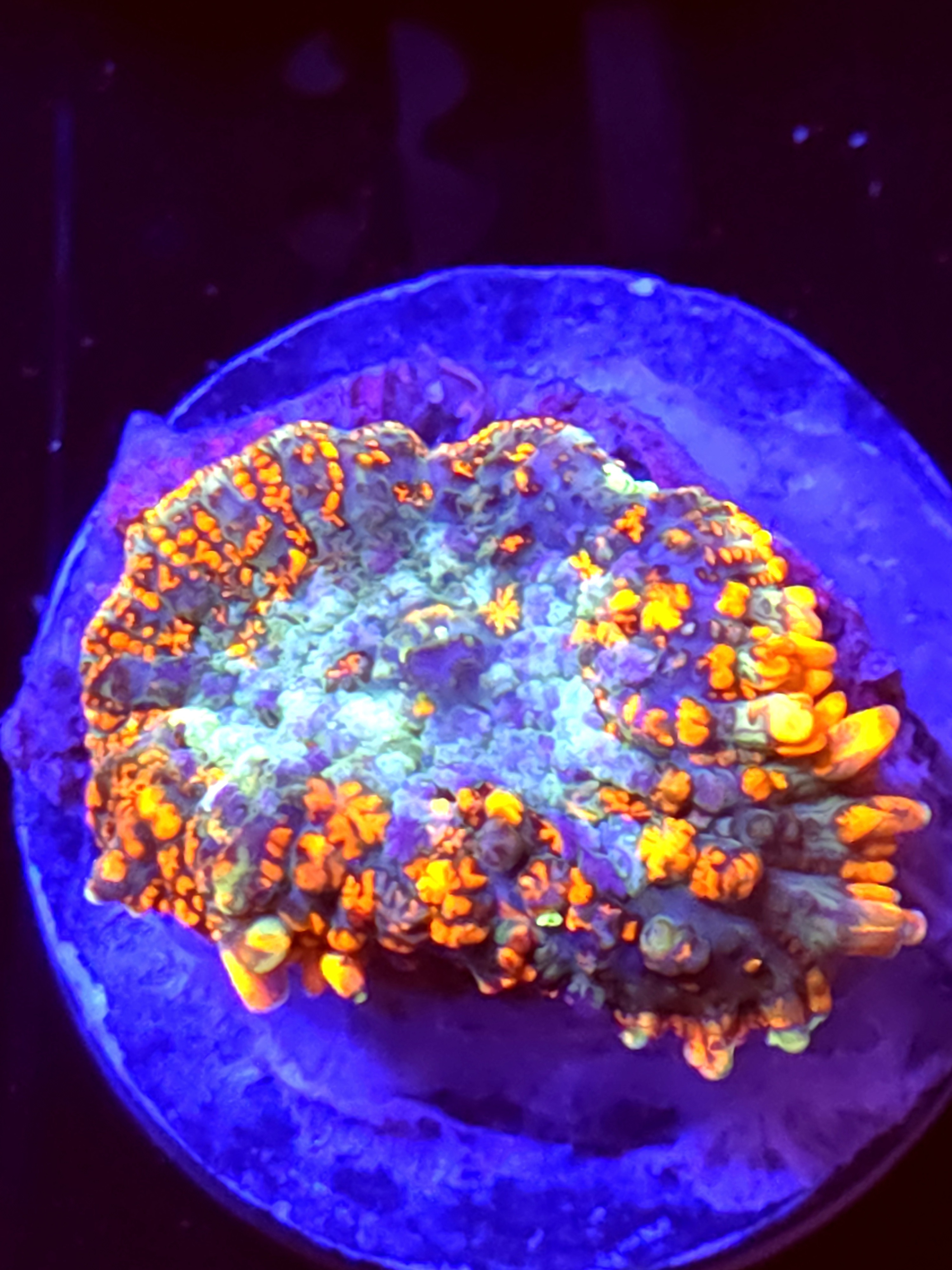 SBB "No Name" Mushroom Medium