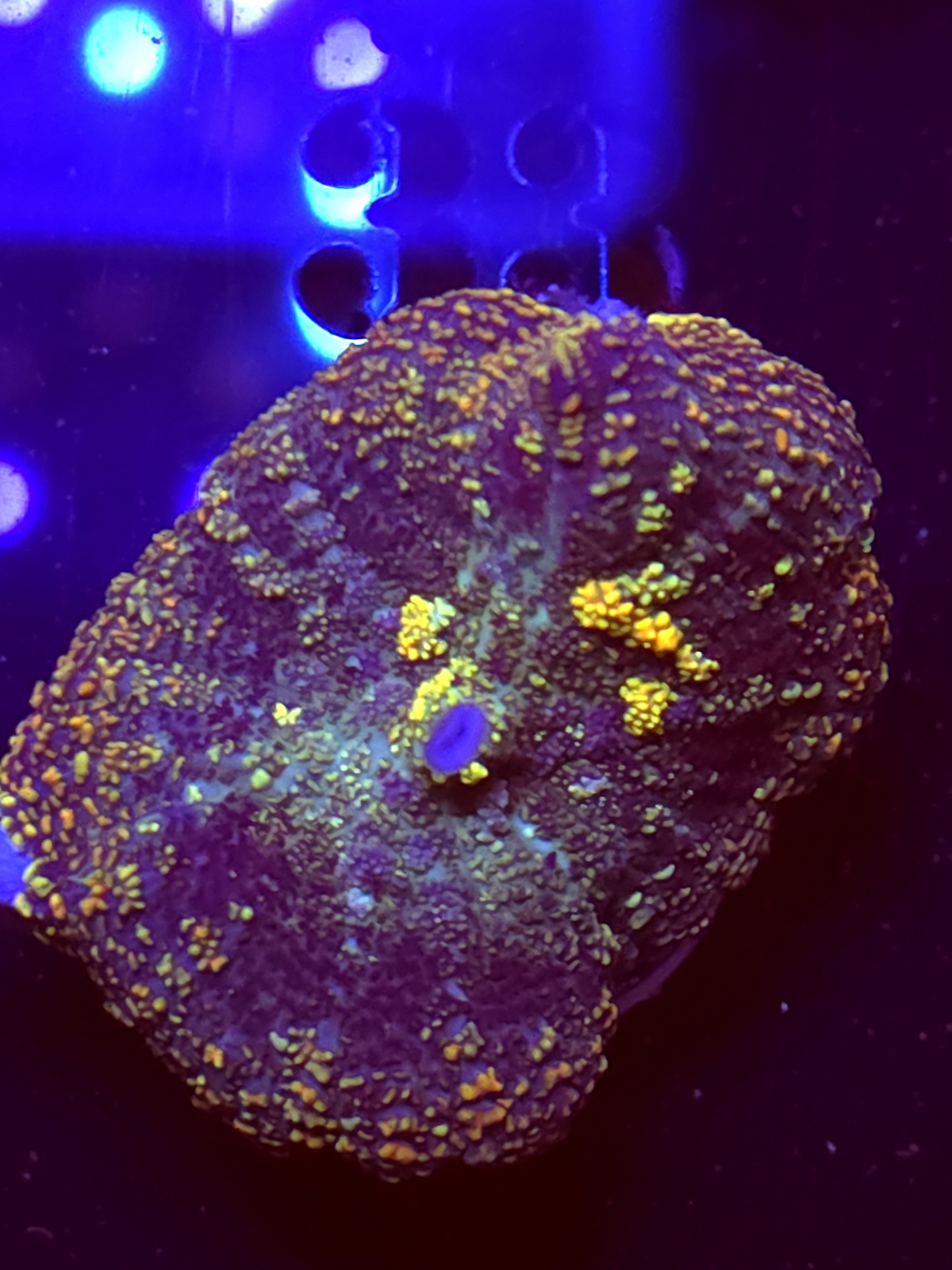 SBB "No Name" Mushroom Medium