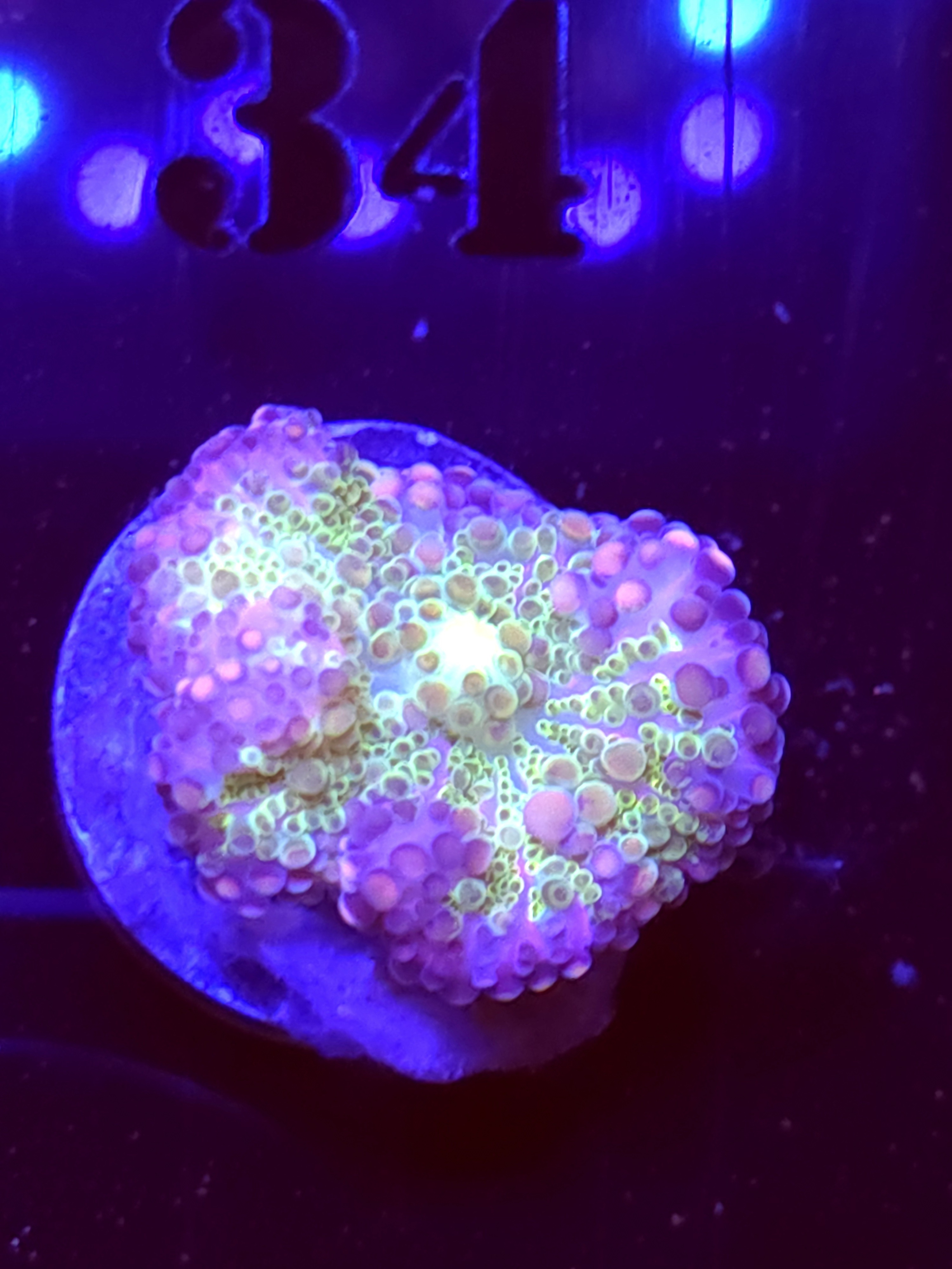 SBB "No Name" Mushroom Medium