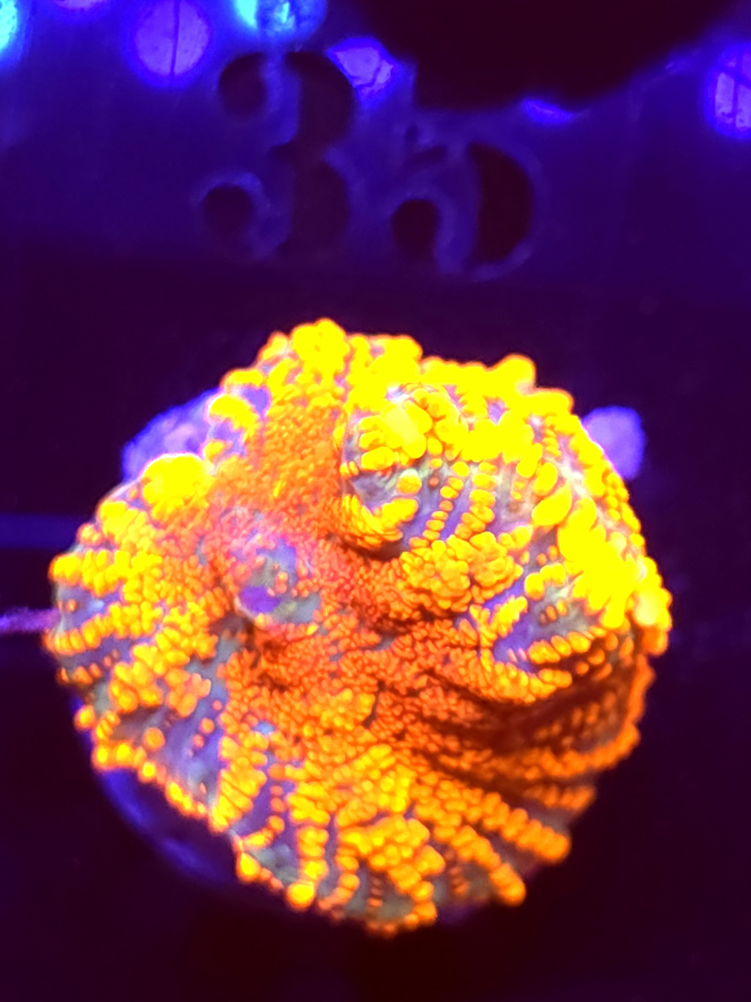 SBB "No Name" Mushroom Medium