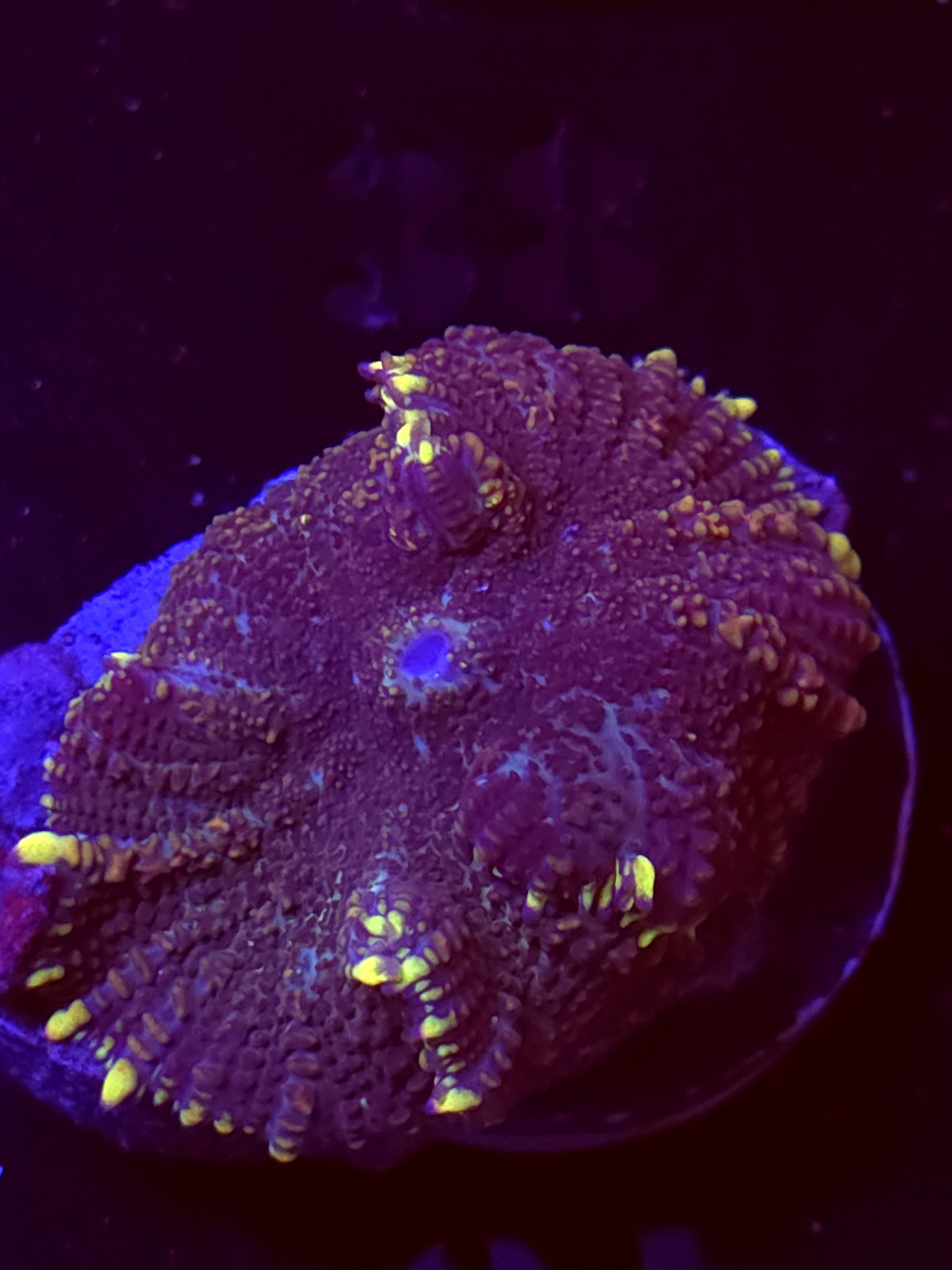 SBB "No Name" Mushroom Large