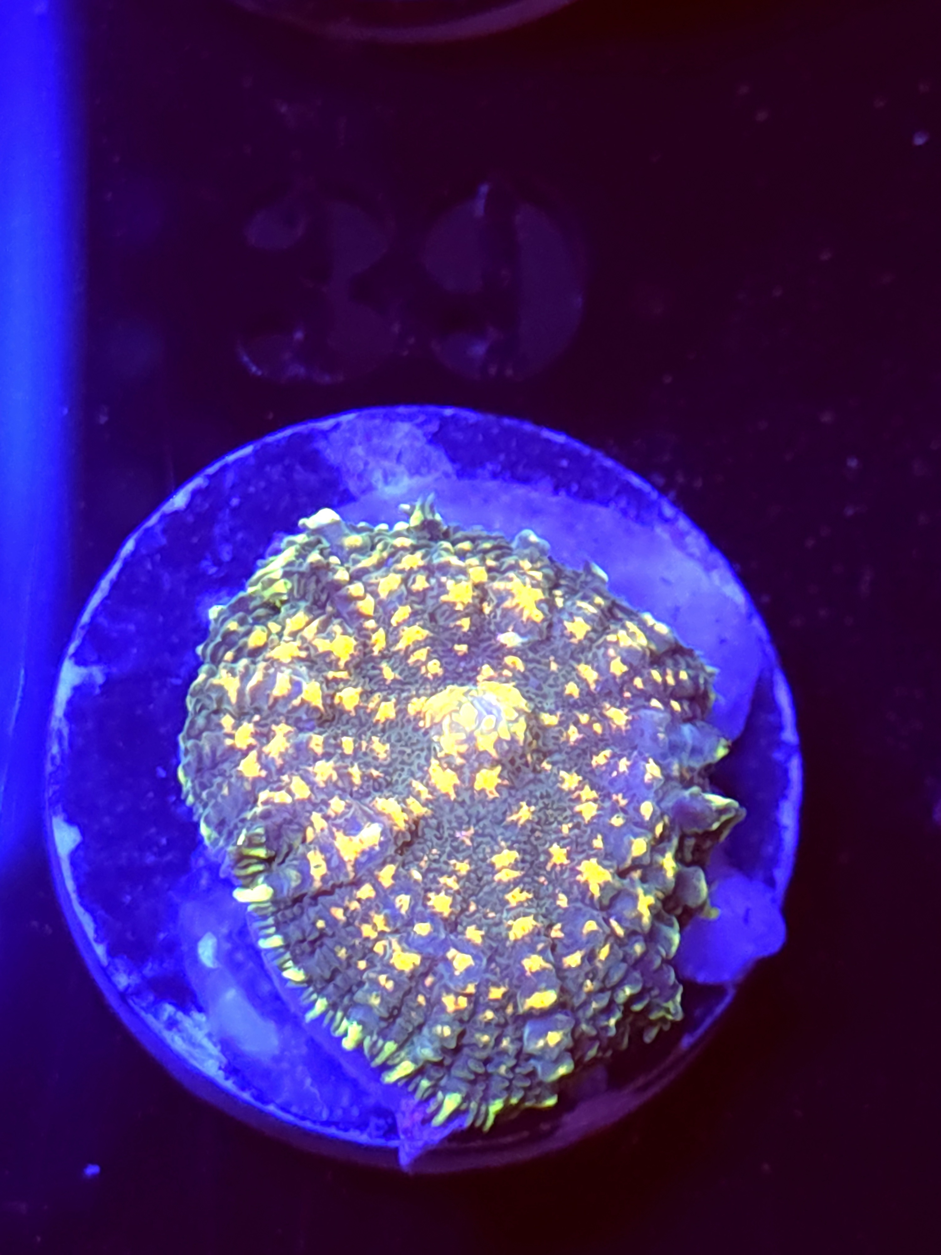 SBB "No Name" Mushroom Medium