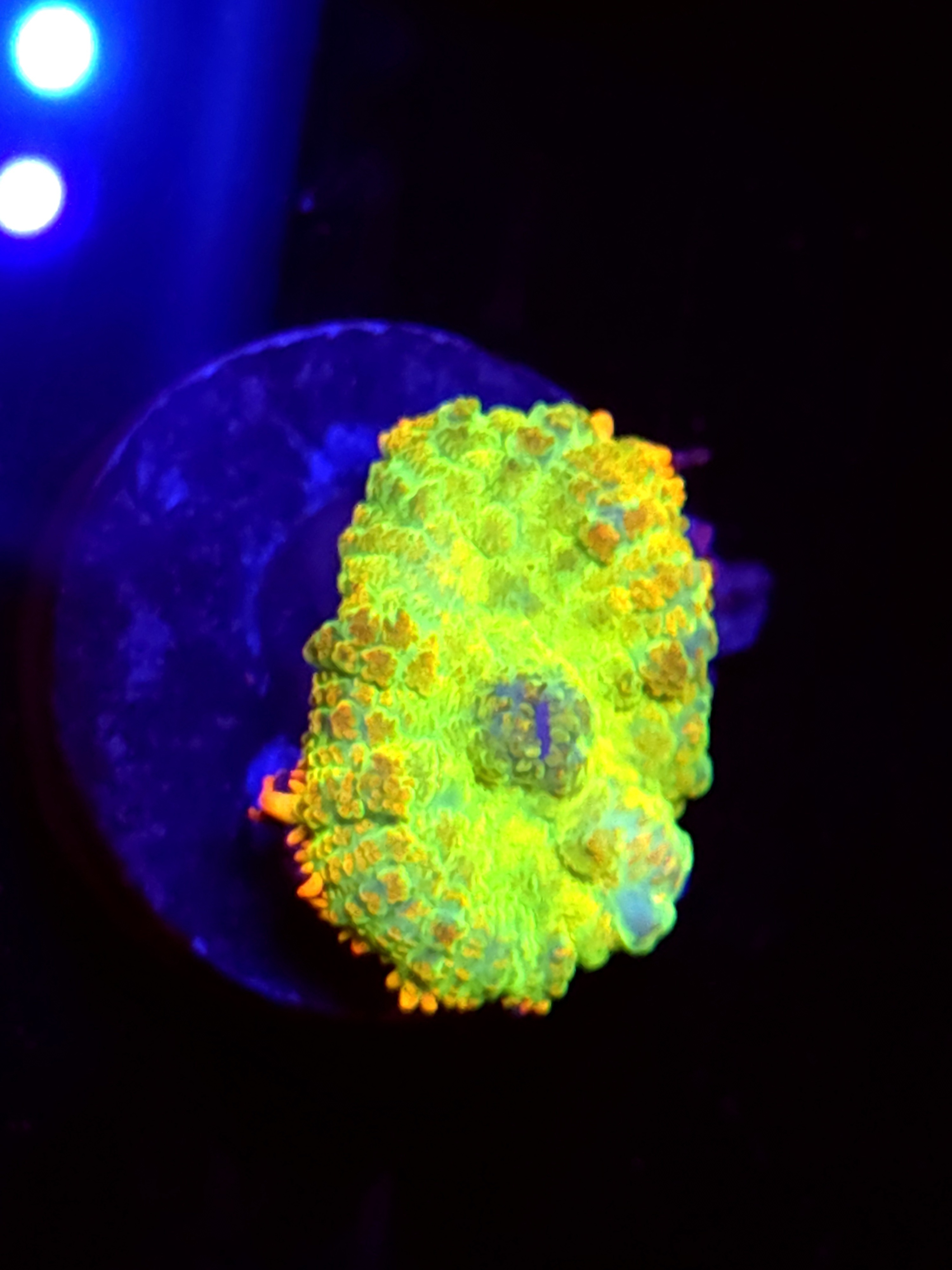 SBB "No Name" Mushroom Medium