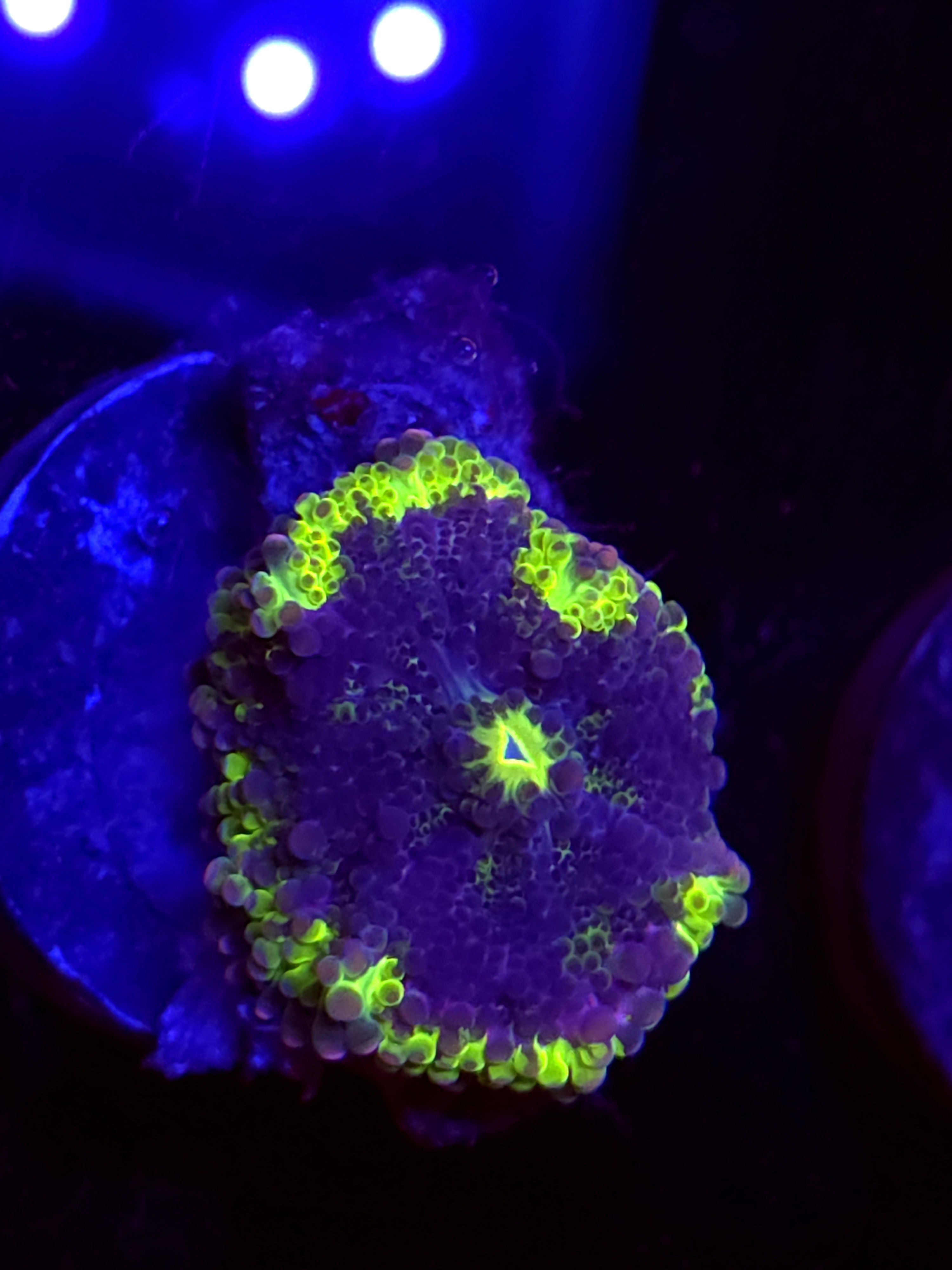 SBB "No Name" Mushroom Medium