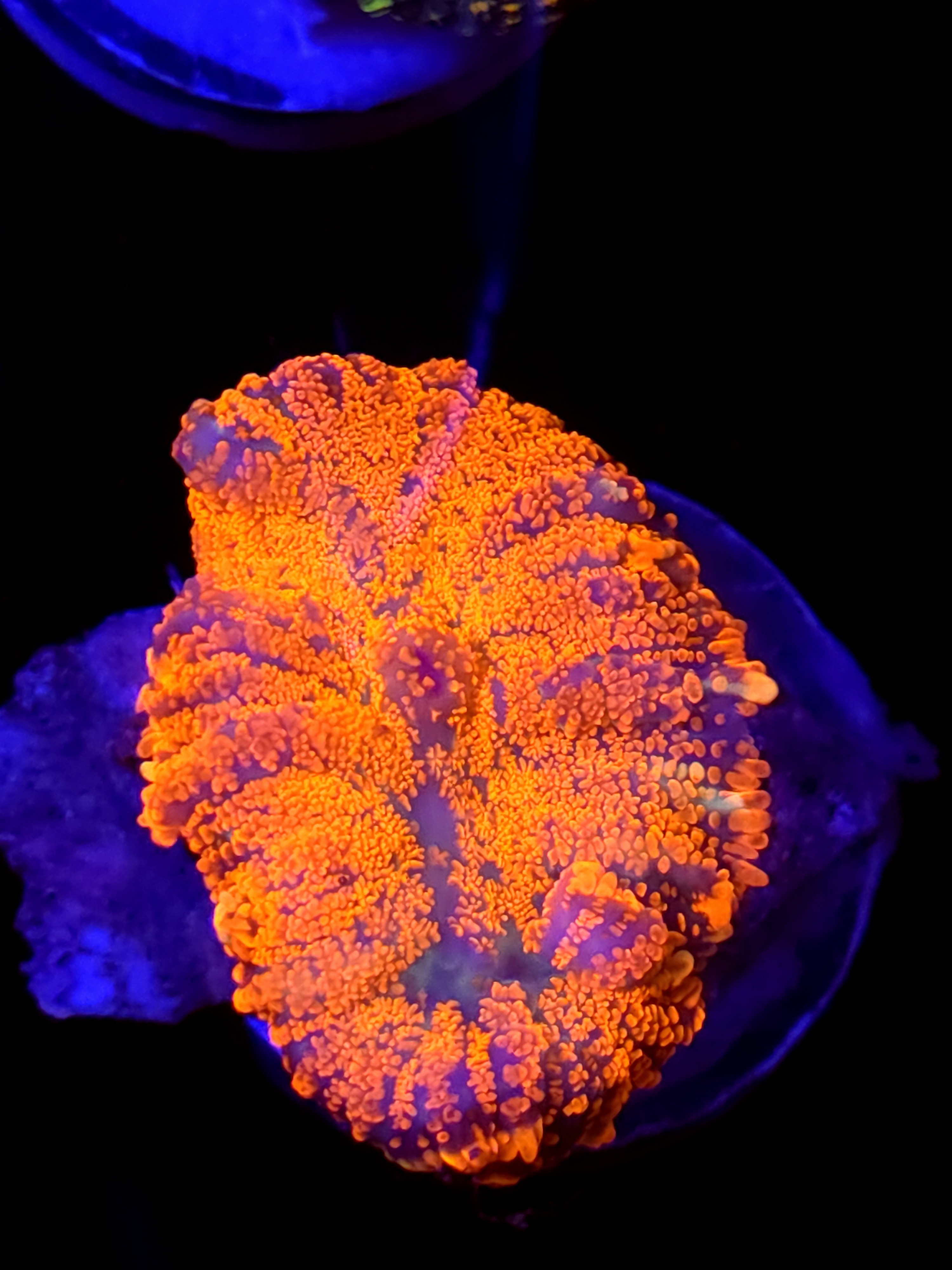 SBB "No Name" Mushroom Large