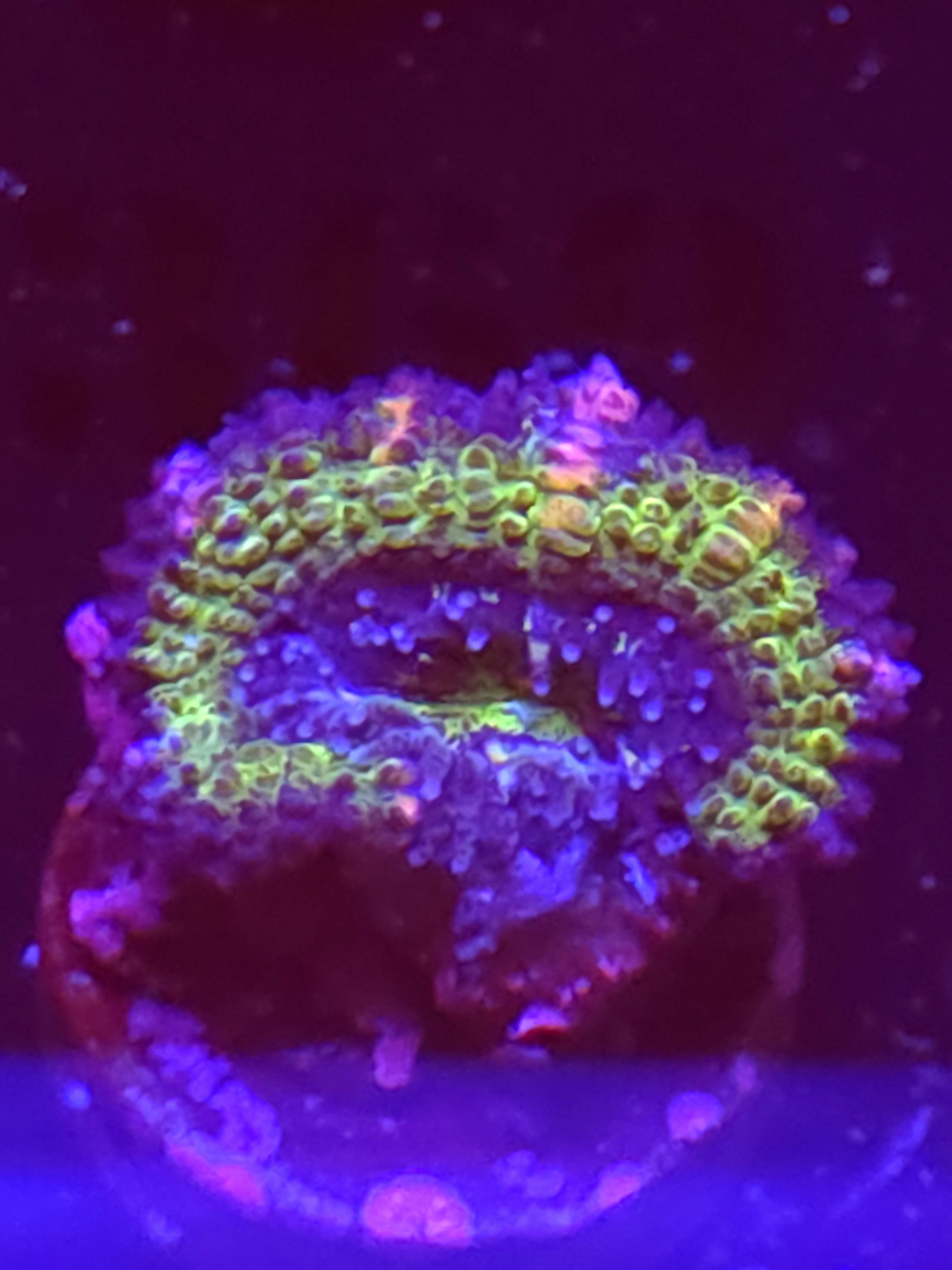 SBB "Big Hero" Acan 1 Head