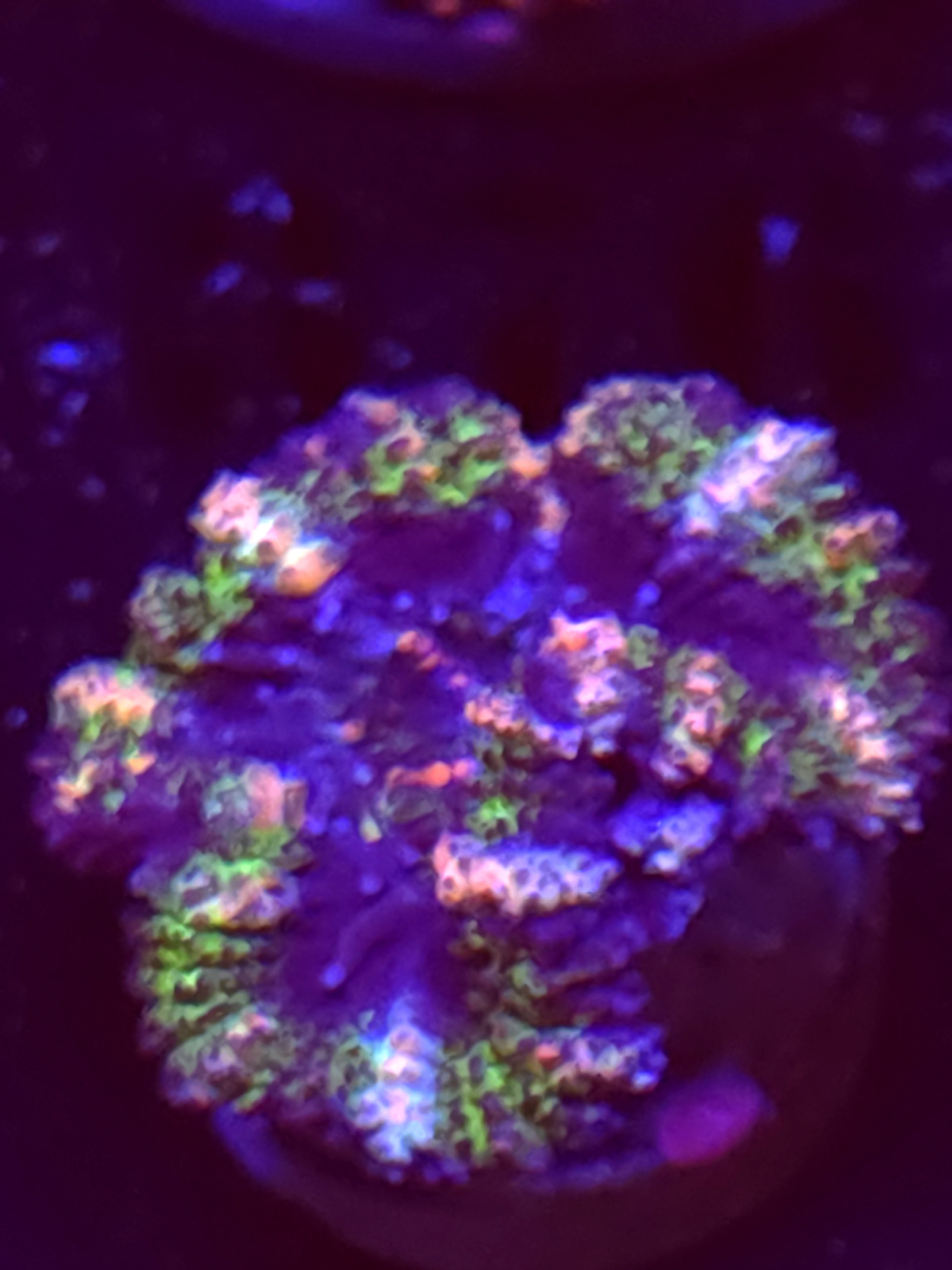 SBB "Blue Spark" Acan 1 Head