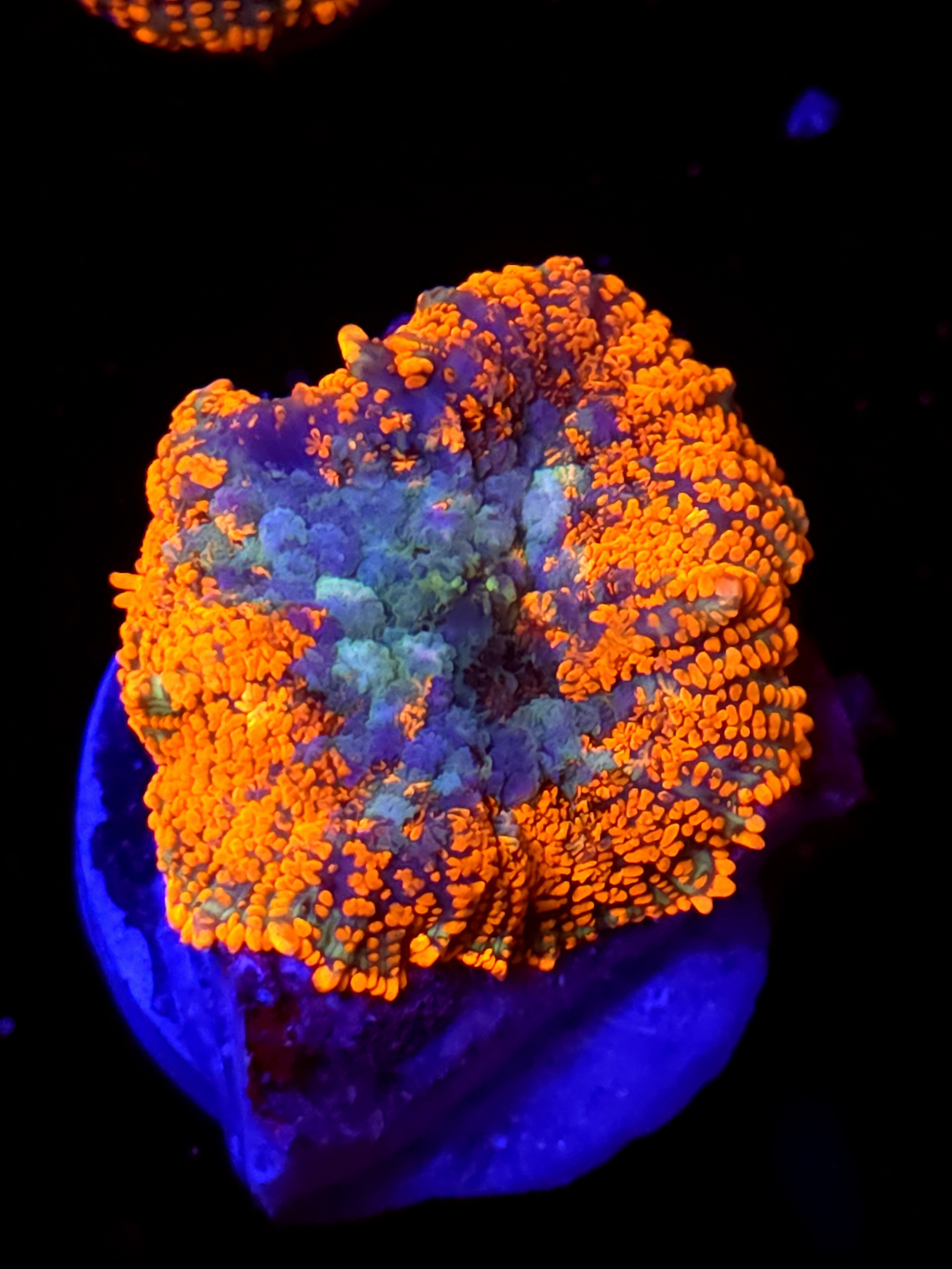 SBB "No Name" Mushroom Large