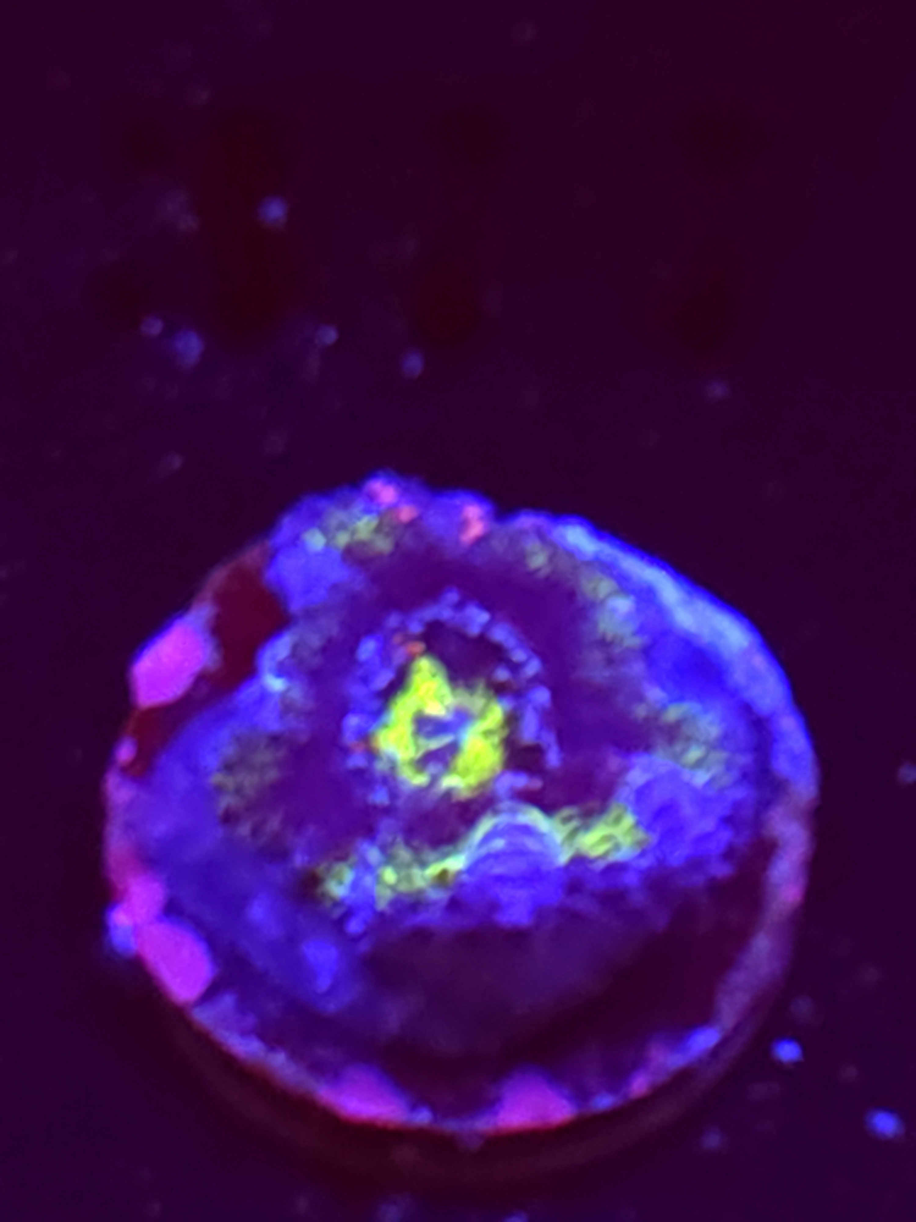 SBB "Budda Bang" Acan 1 Head