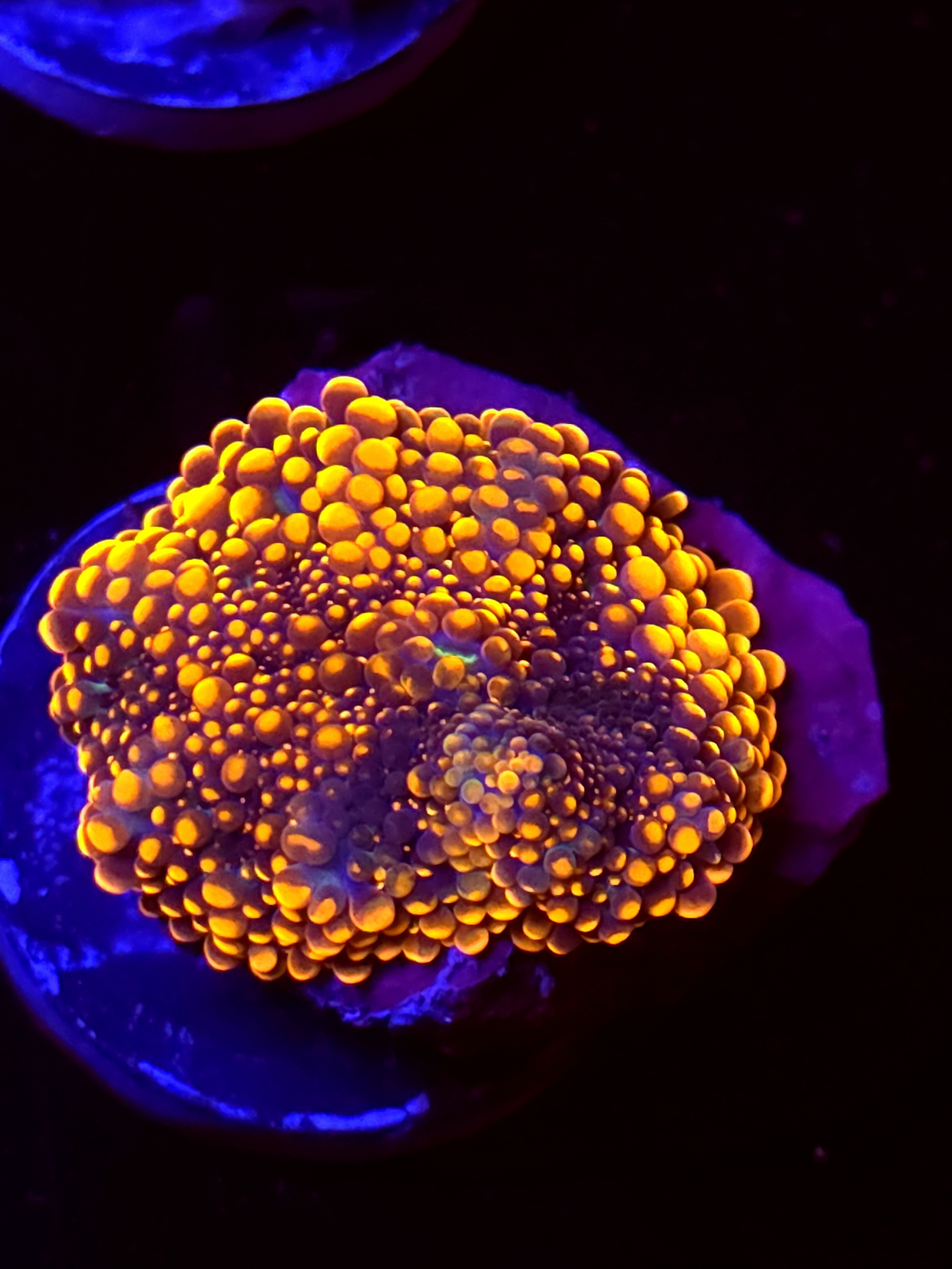 SBB "No Name" Mushroom Large