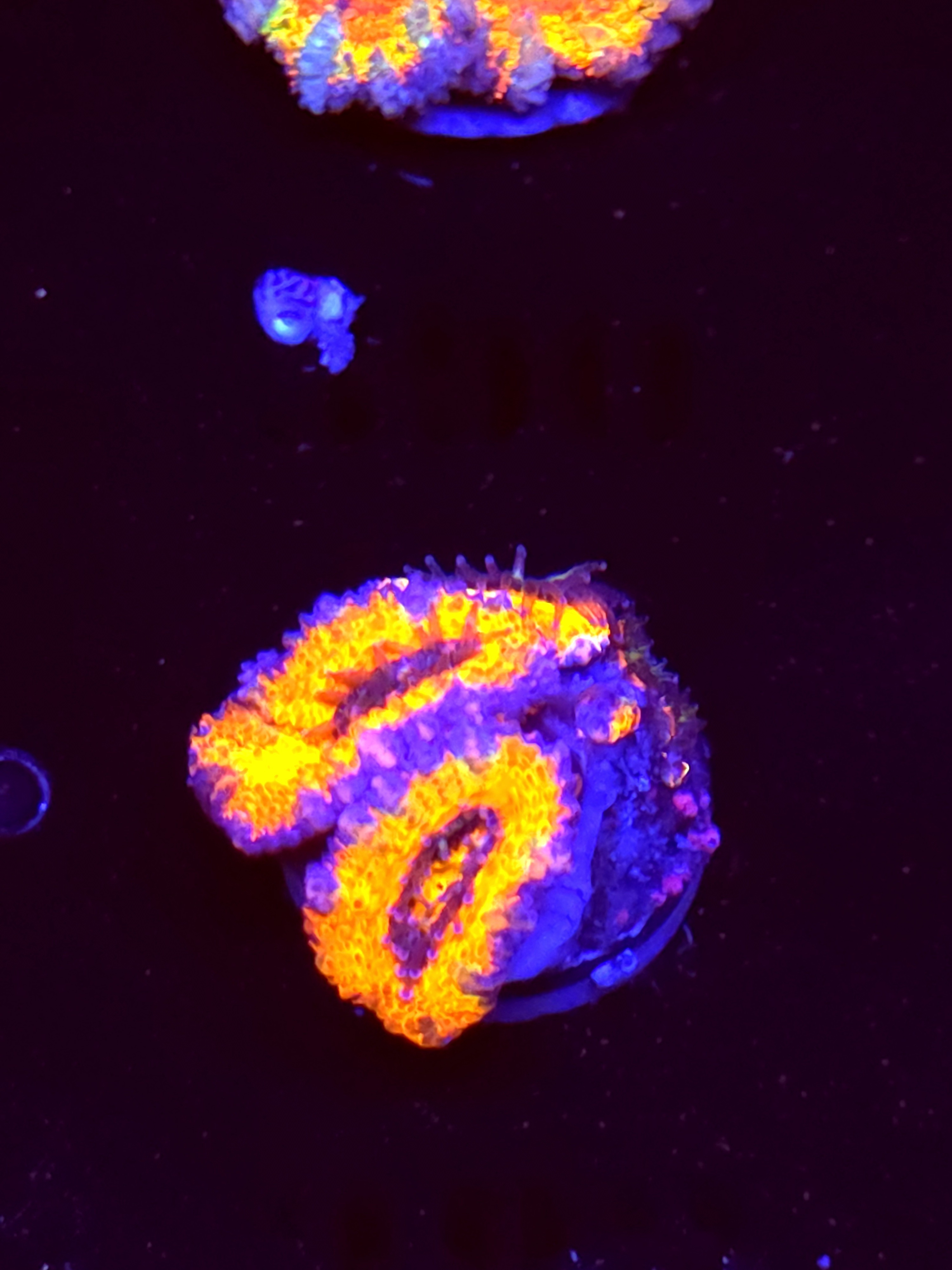 SBB "Prism Burst" Acan 2 Heads