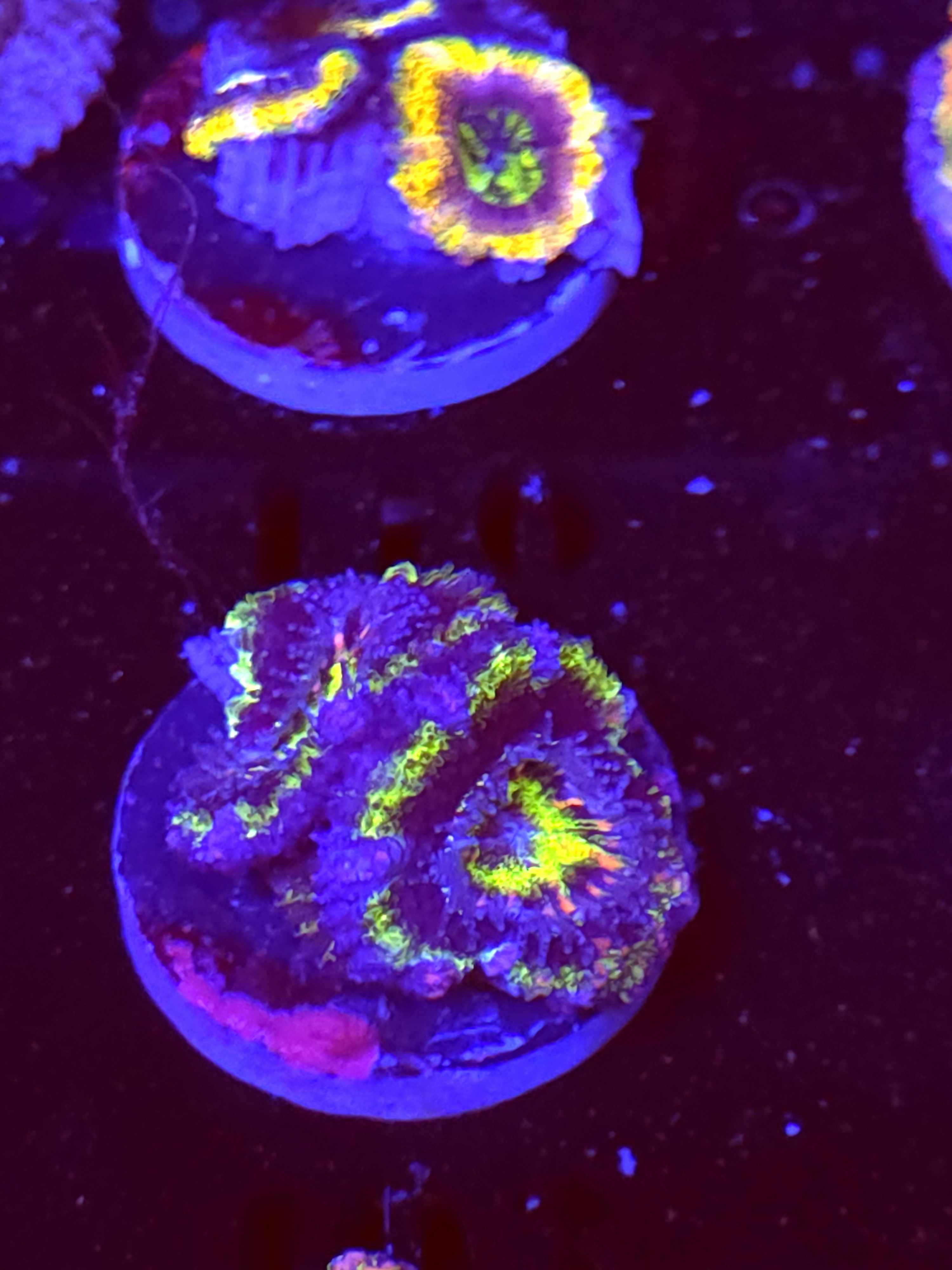 SBB "Budda Bang" Acan 2 Heads