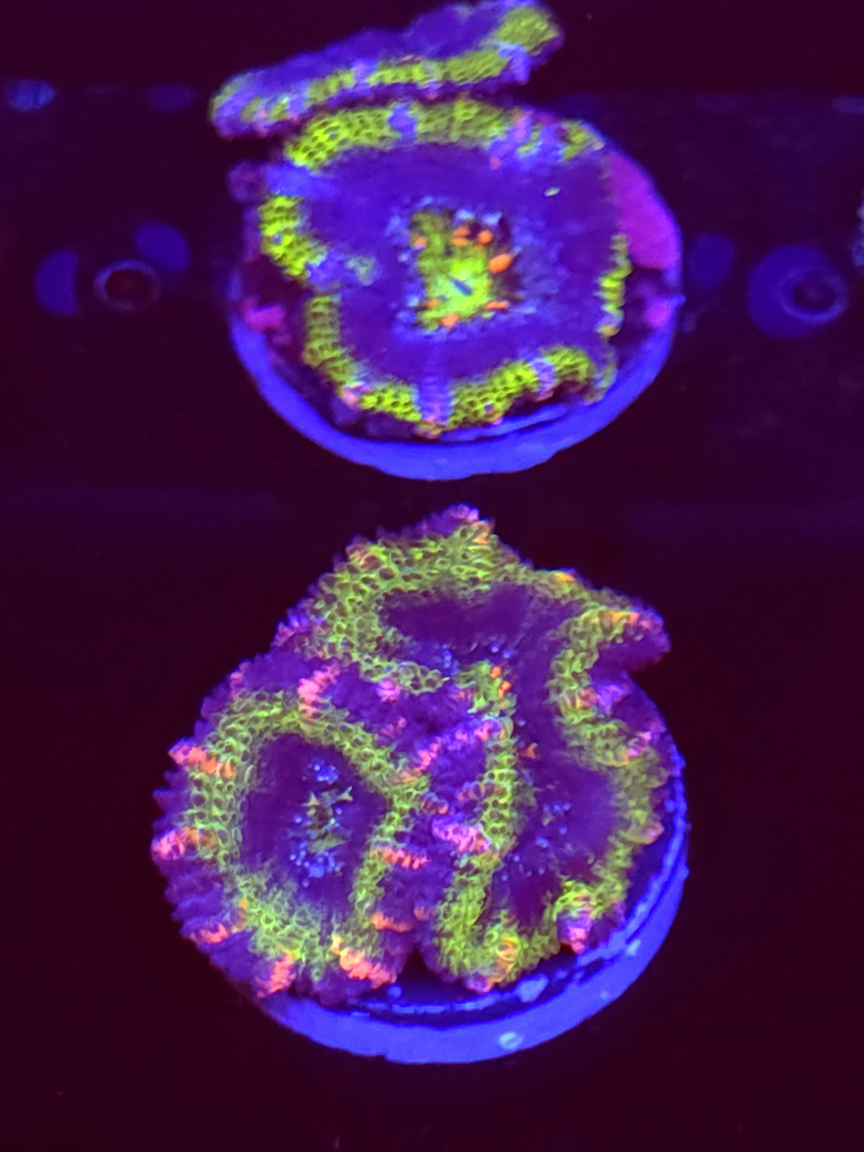 SBB "Big Hero" Acan 2 Heads