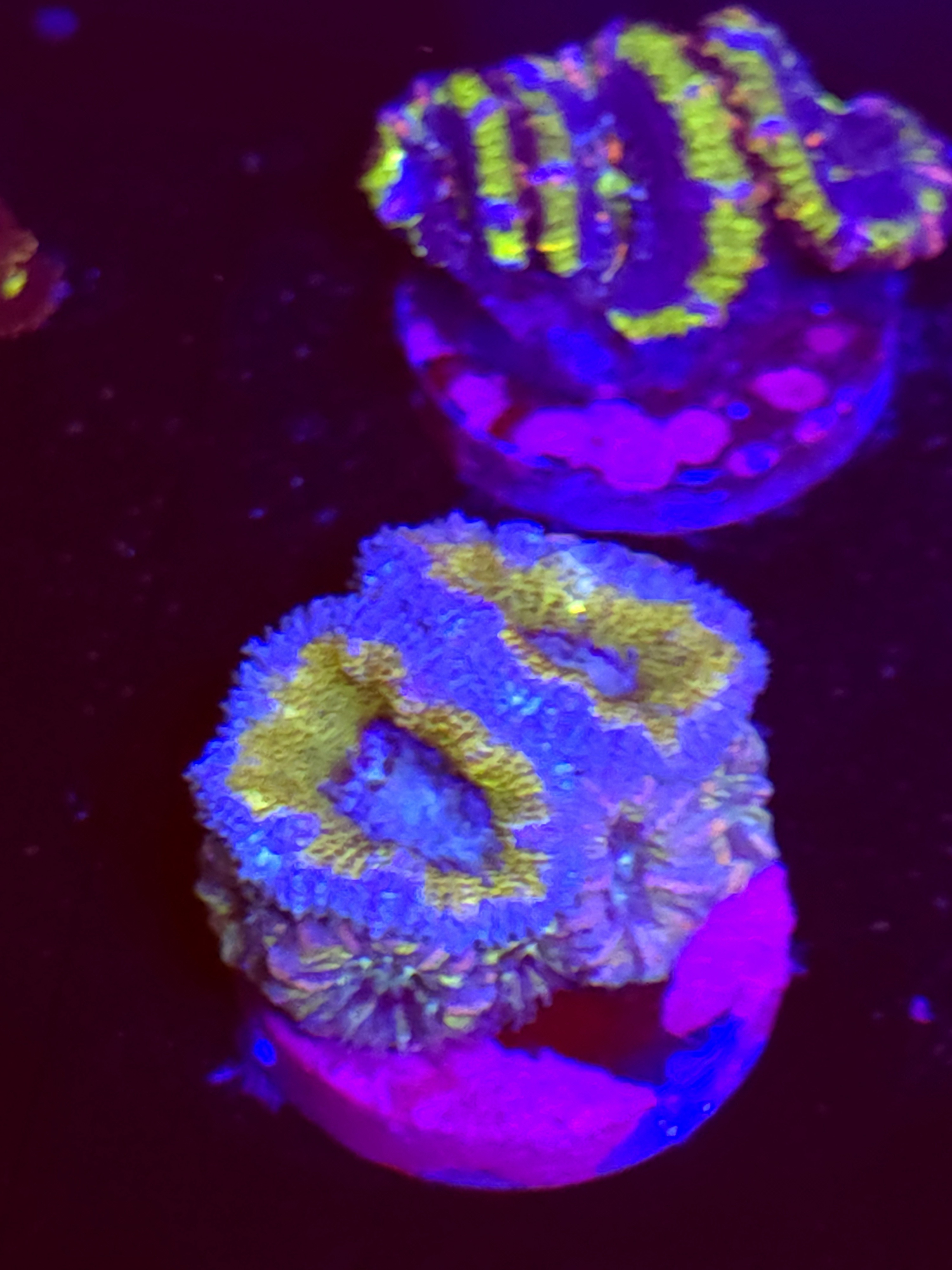 SBB "Amber Lust" Acan Mini Colony