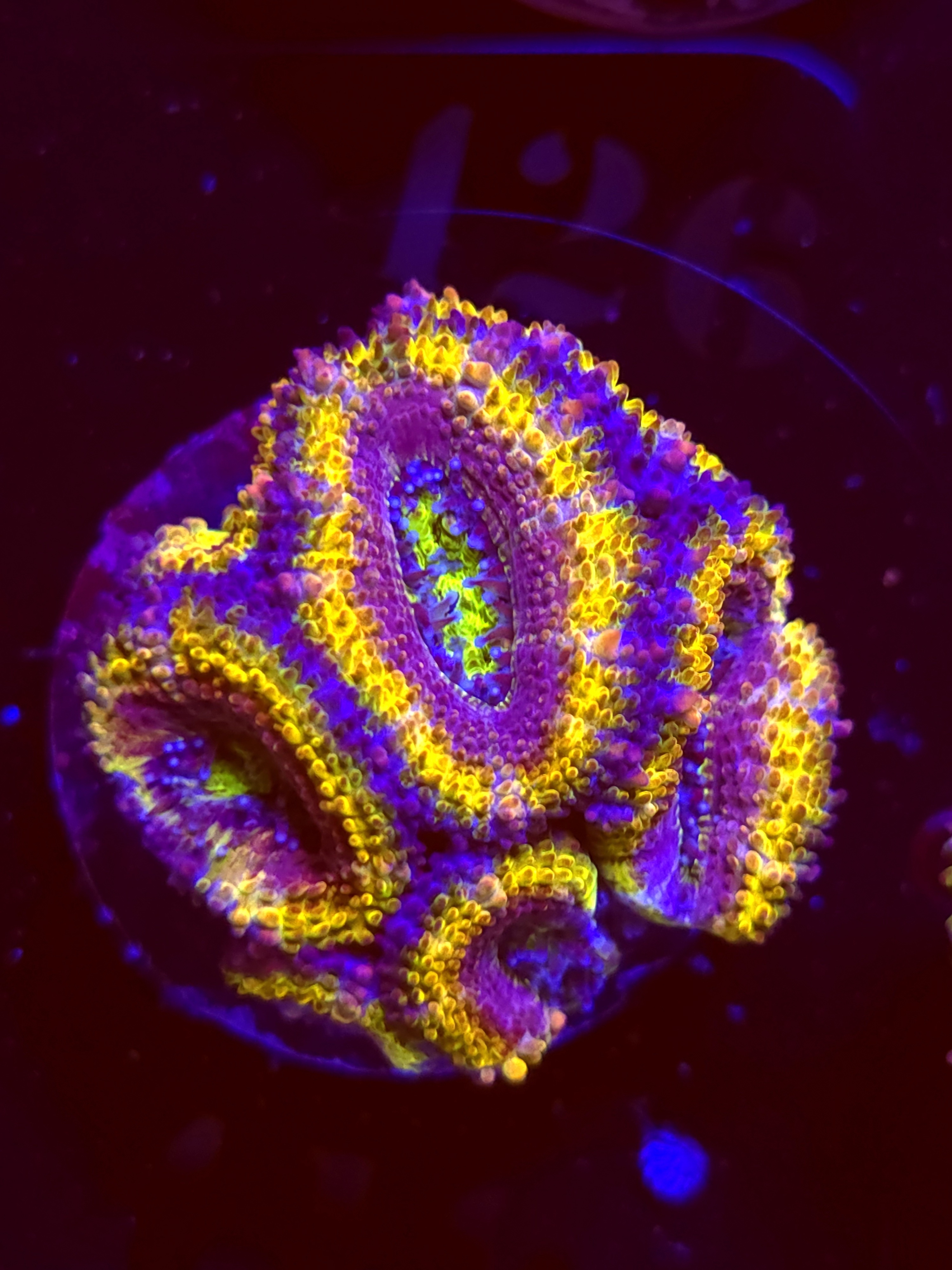 SBB "Mystery Signature" Acan Mini Colony