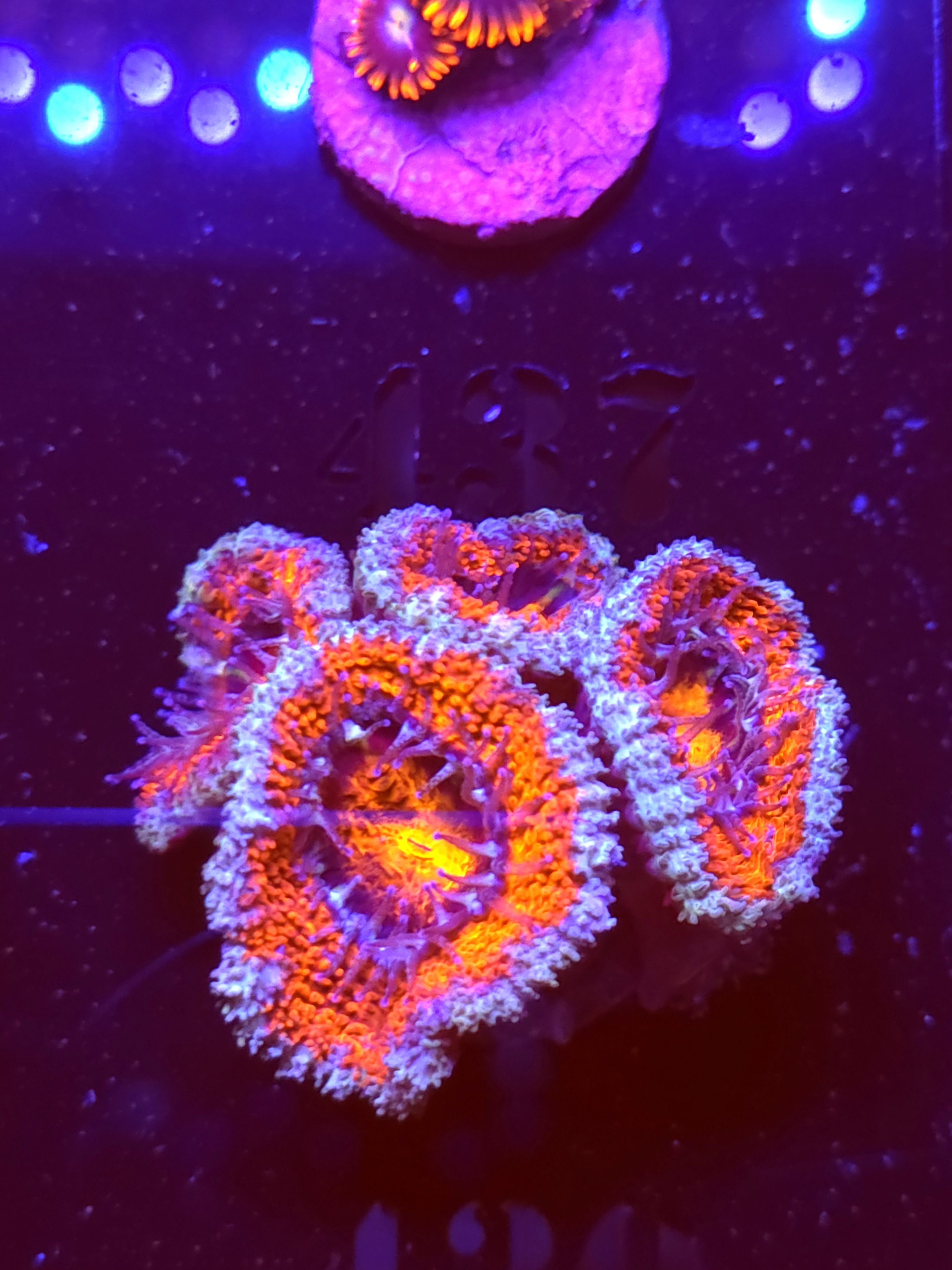 SBB "Nebula Core" Acan 3 Heads