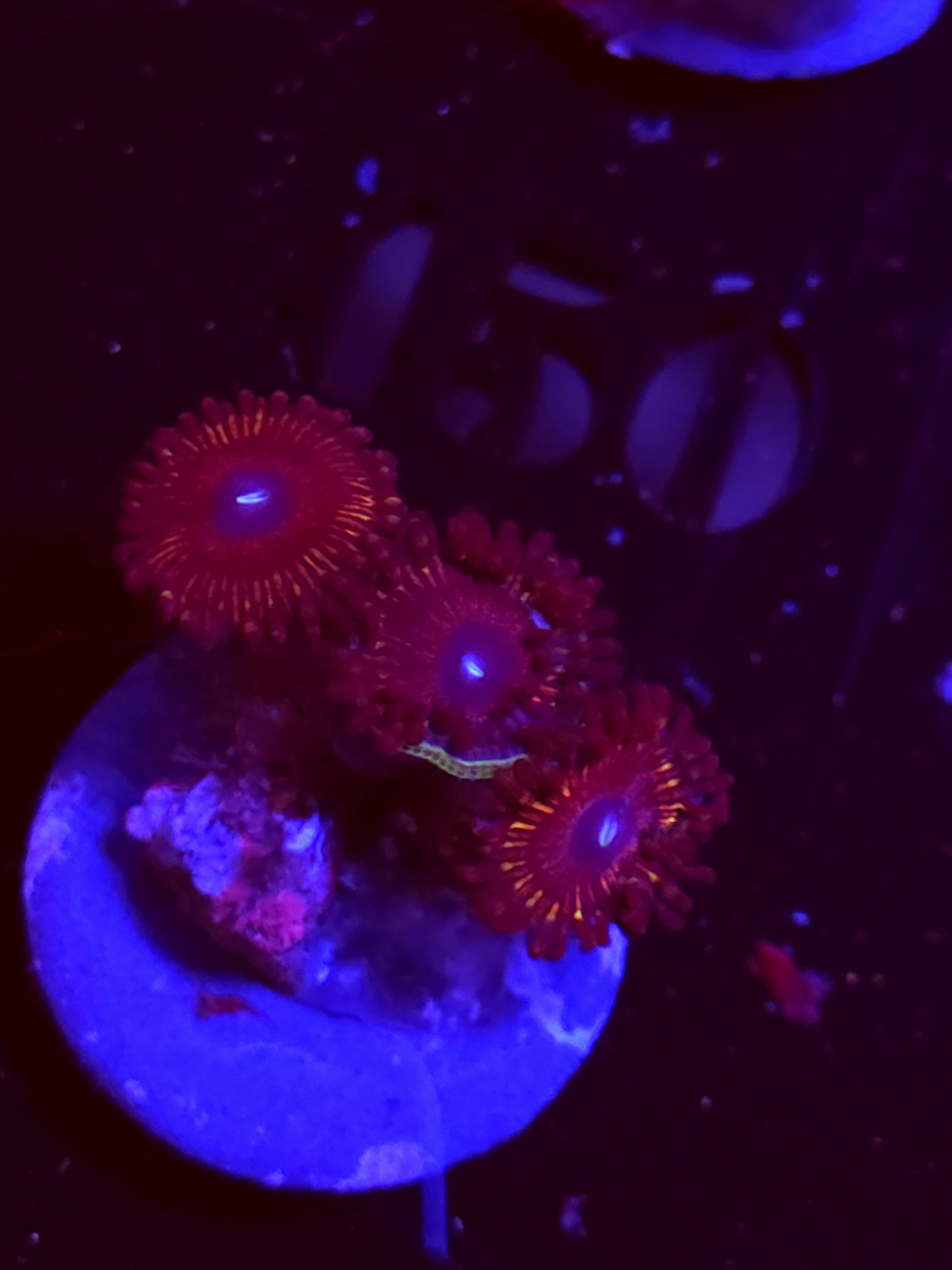 SBB "No Name" Zoa 3 Polyps