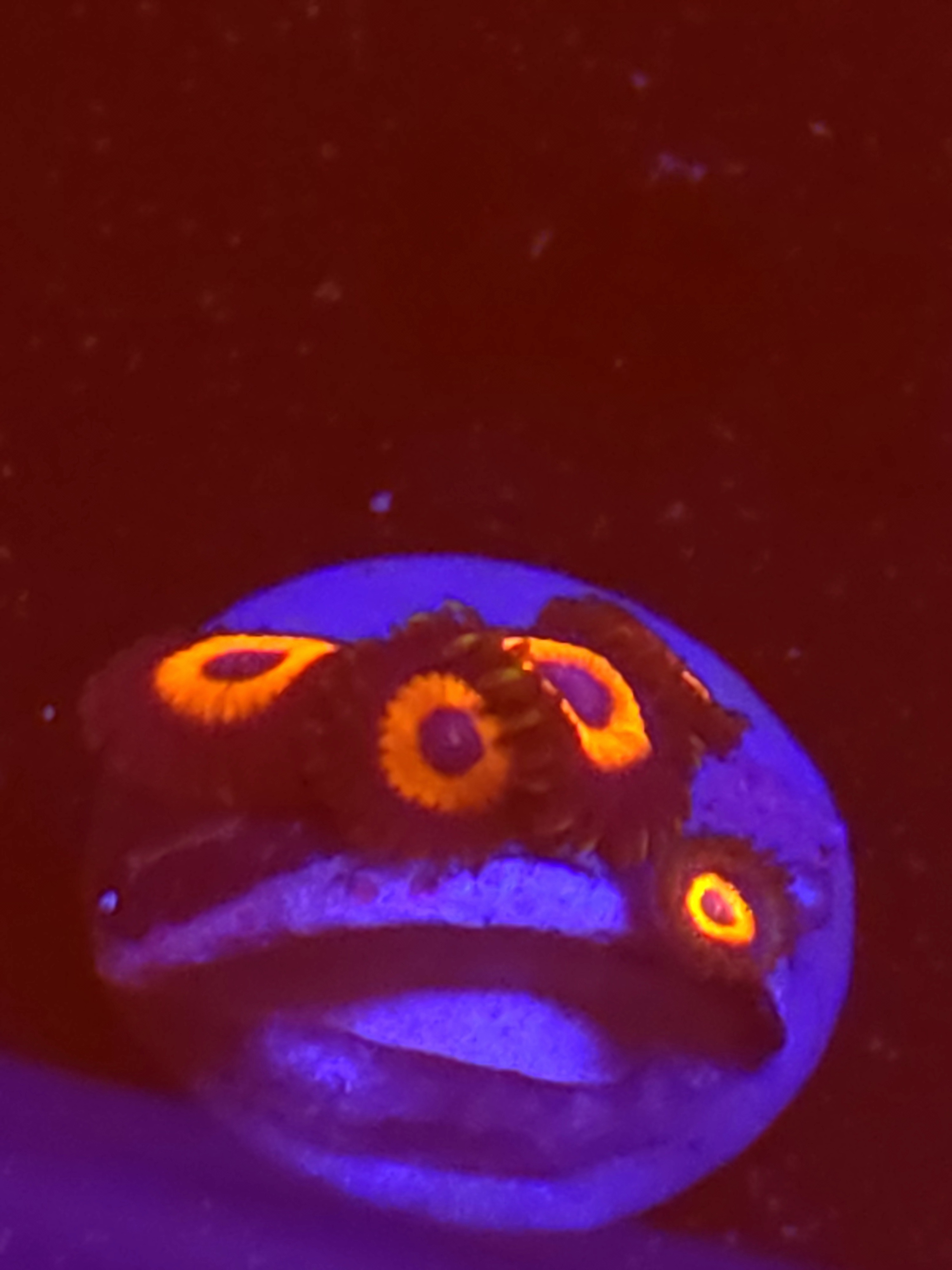 SBB "No Name" Zoa 3 Polyps