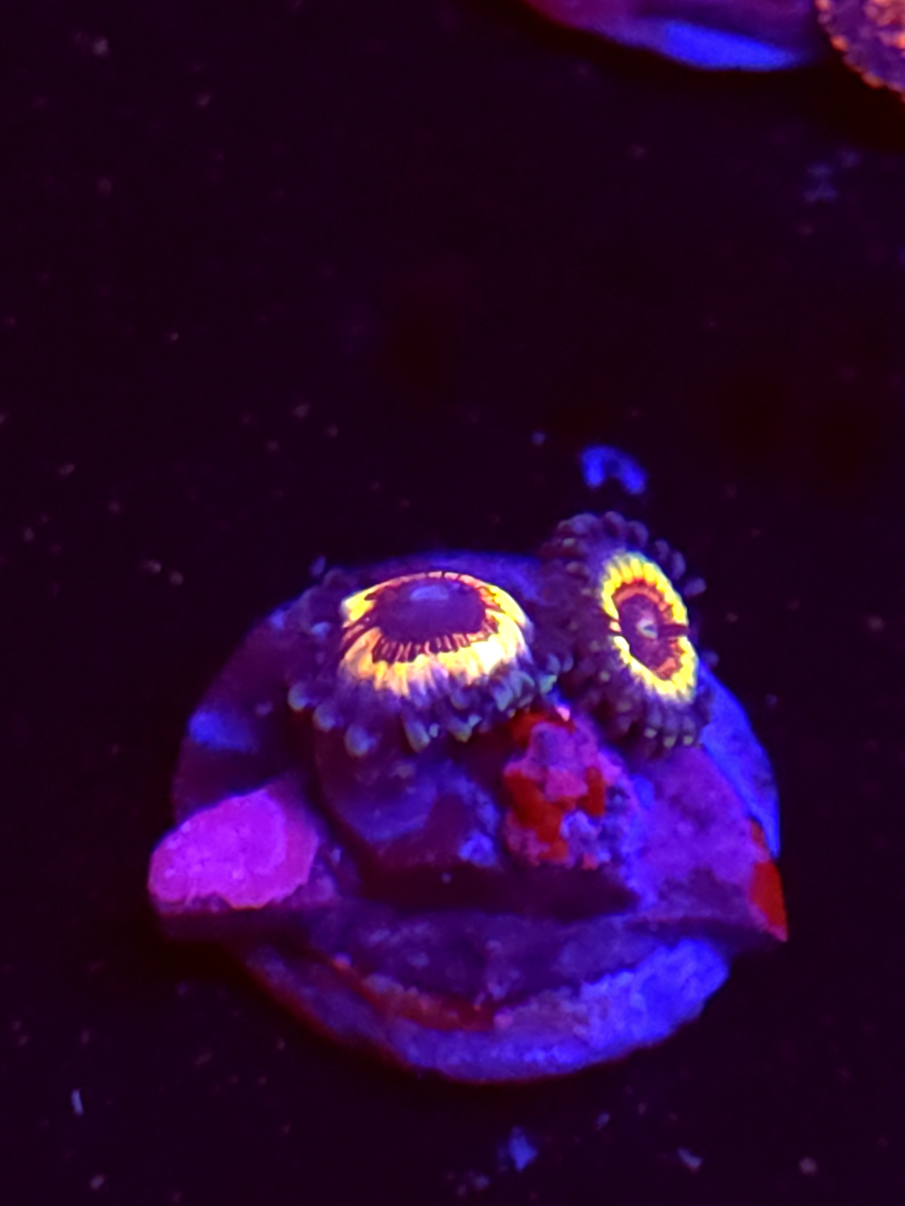 SBB "No Name" Zoa 2 Polyps